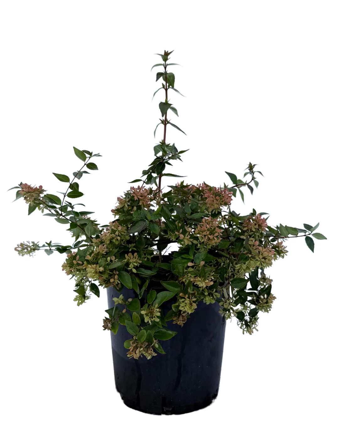 Abelia Grandiflora