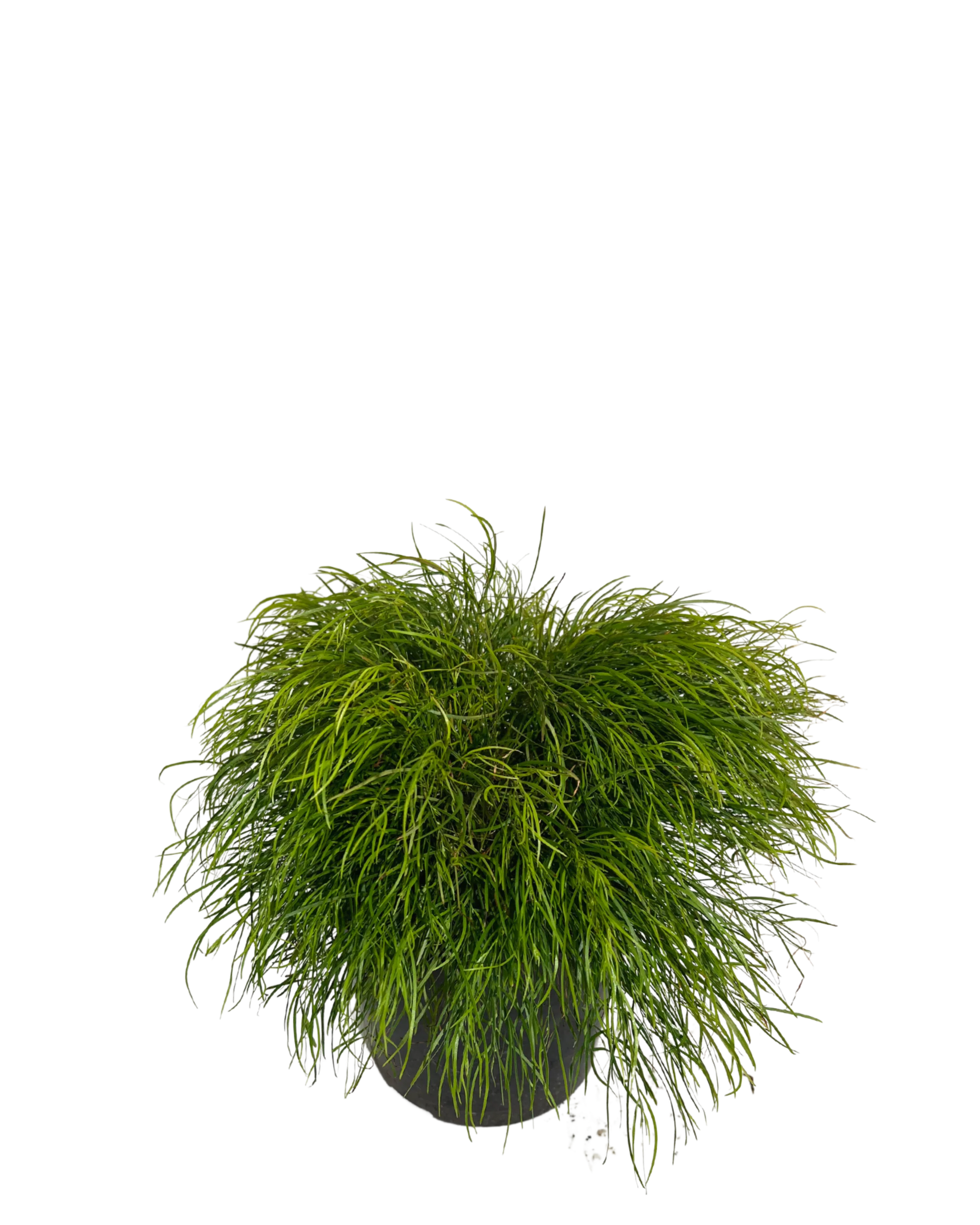 Acacia Cognata Limelight - Image 2