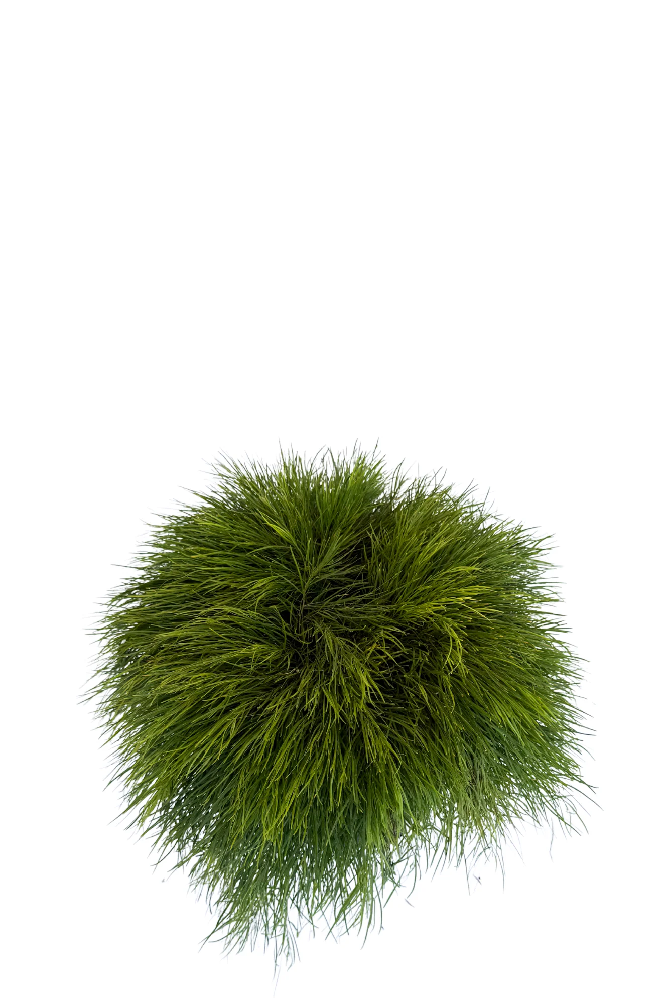 Acacia Cognata Limelight - Image 2