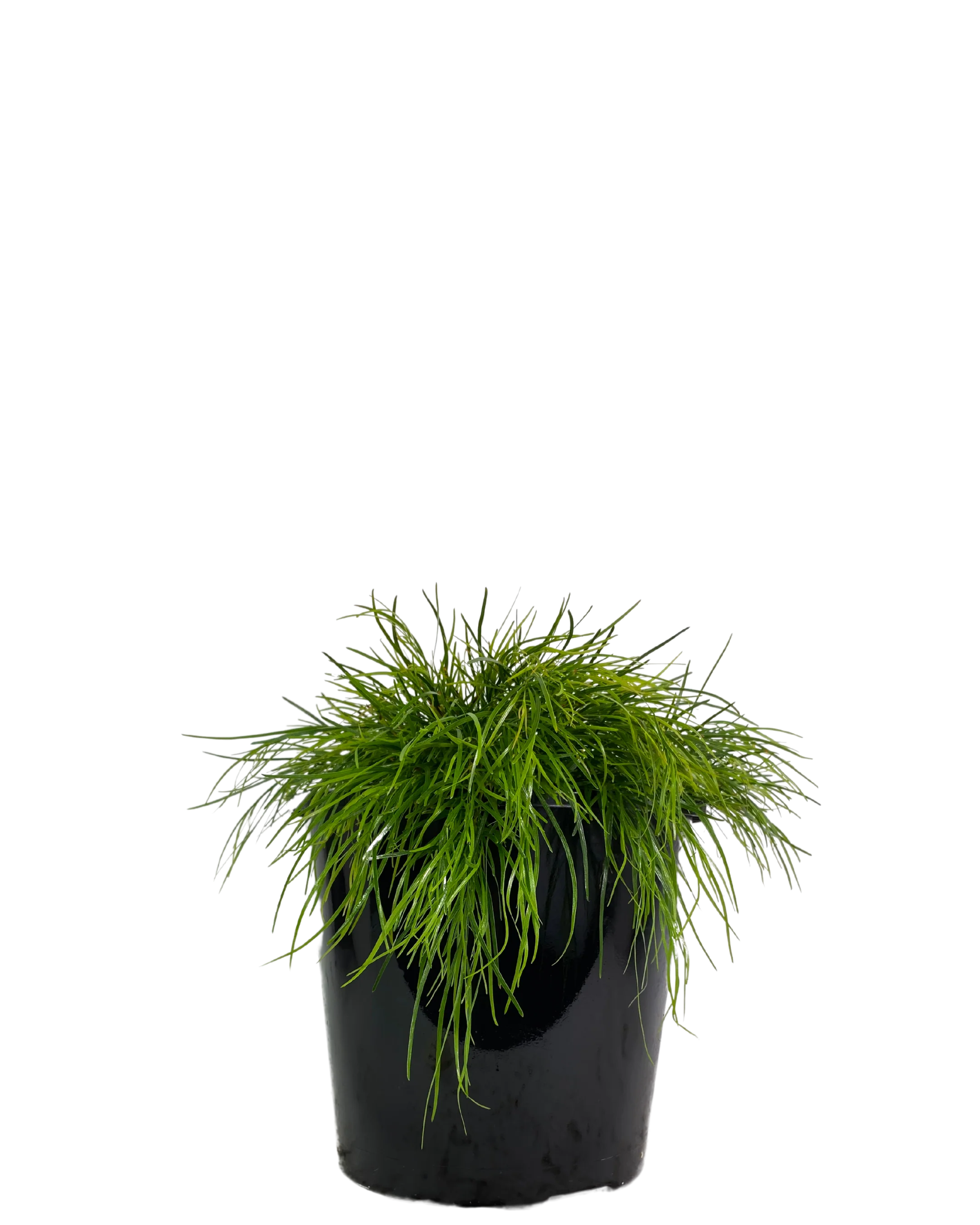 Acacia Cognata Limelight