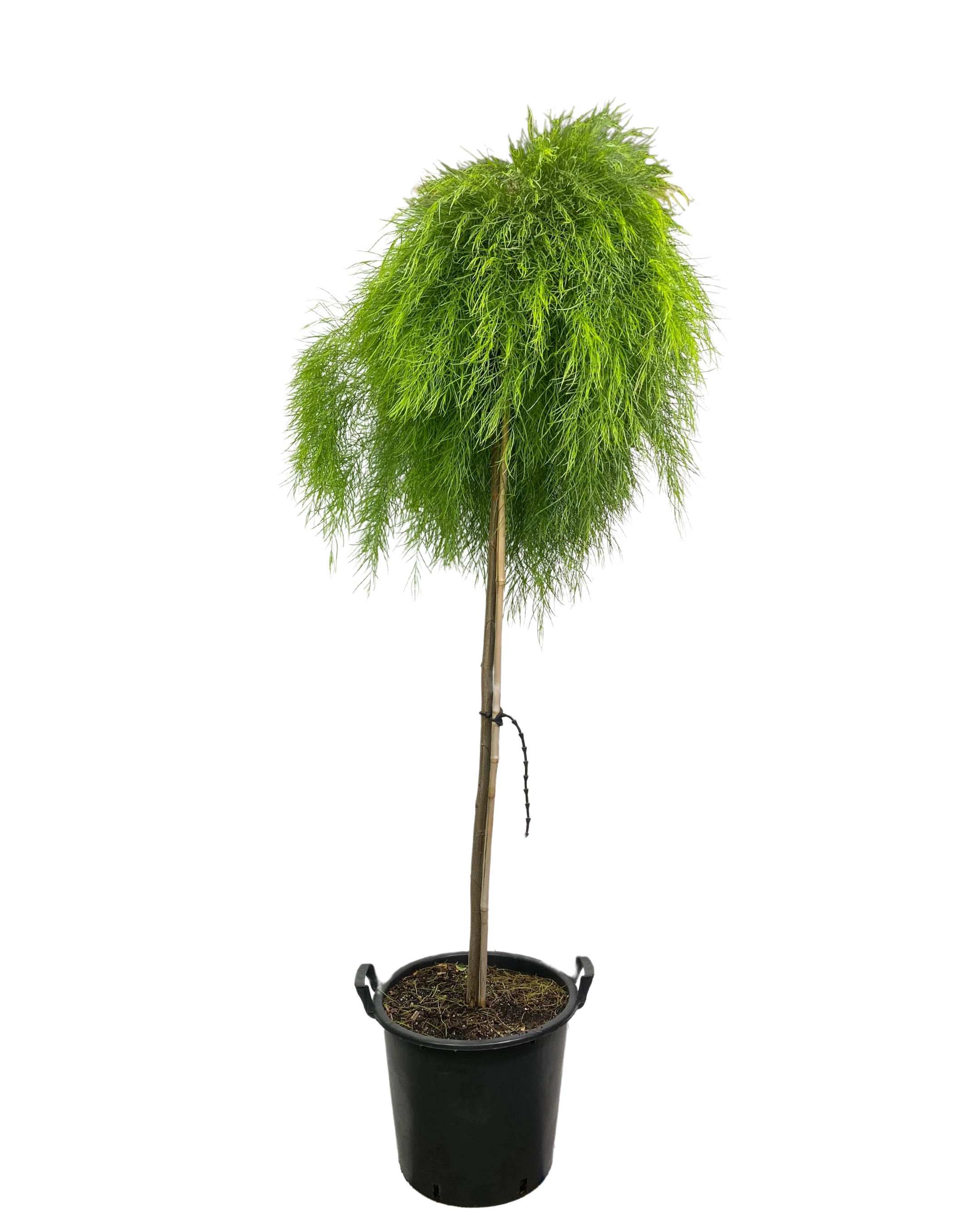 Acacia Cognata Limelight Standard