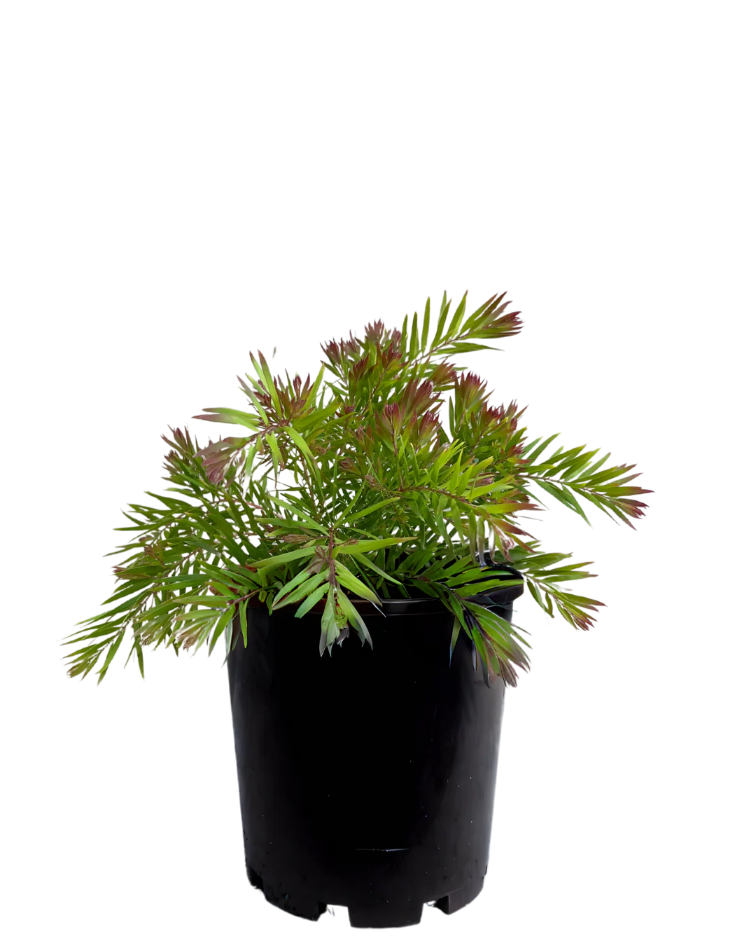 Acacia Fimbriata Crimson Blush