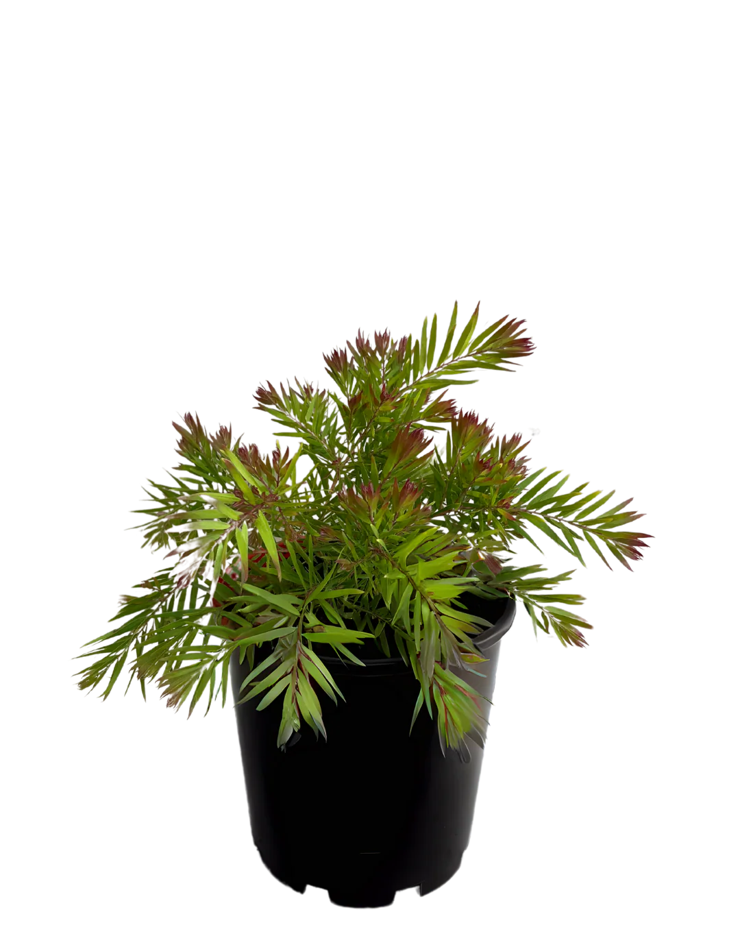 Acacia Fimbriata Crimson Blush - Image 2