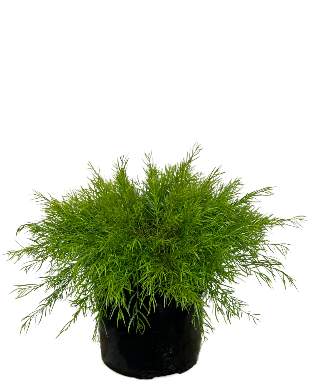 Acacia Nano