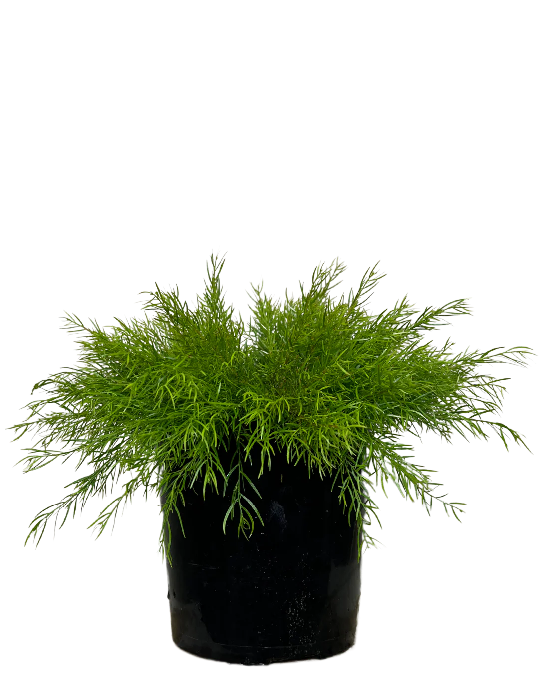 Acacia Nano - Image 2