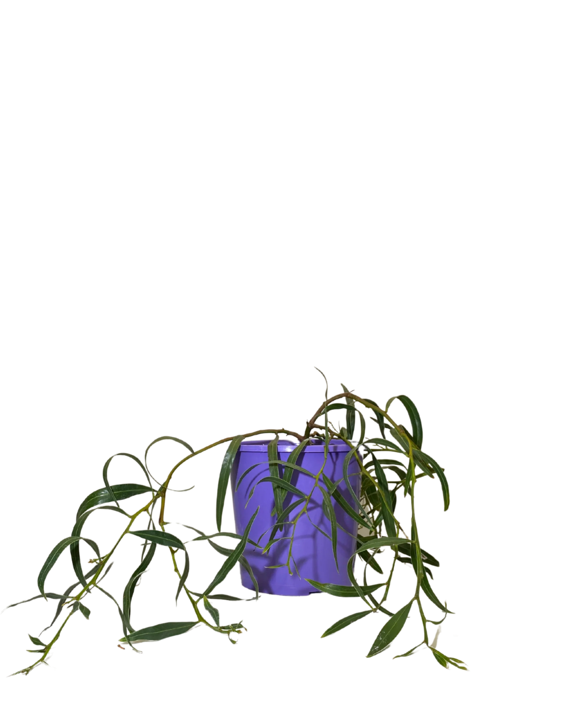 Acacia Saligna Prostrate