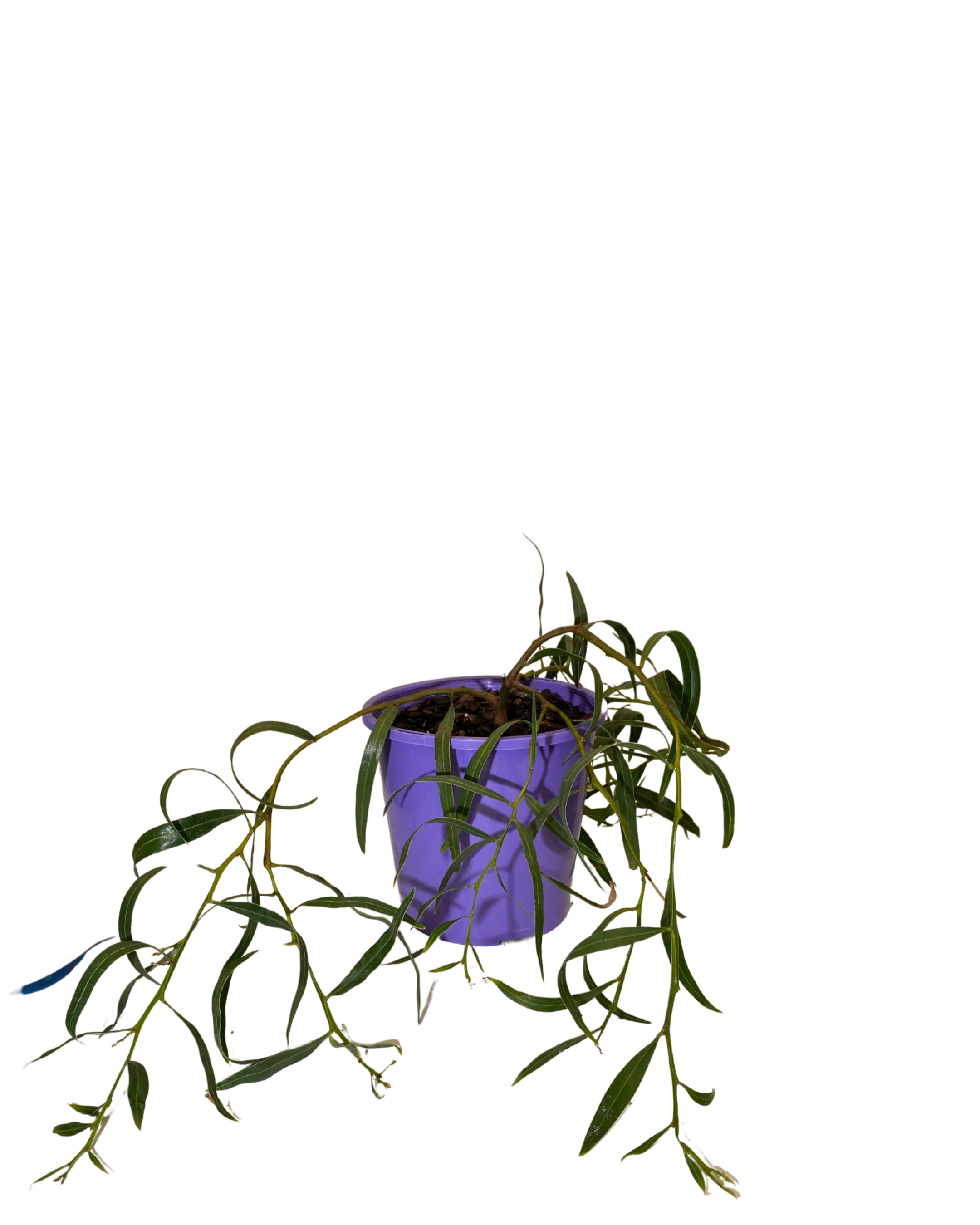 Acacia Saligna Prostrate - Image 2