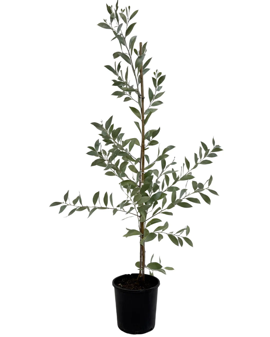 Acacia Sterling Silver