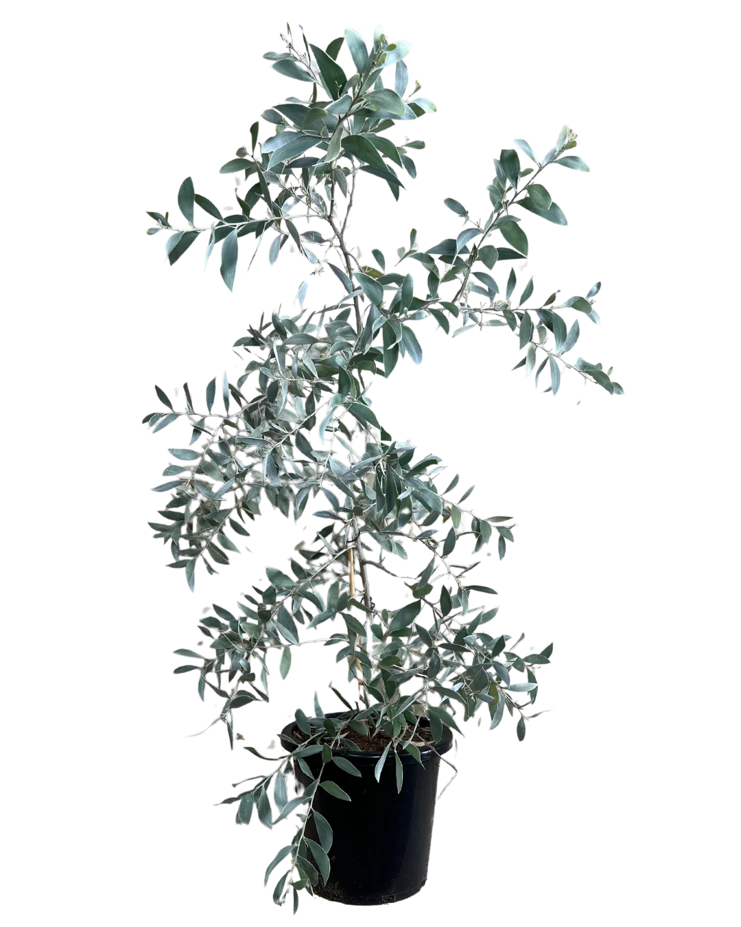 Acacia Sterling Silver