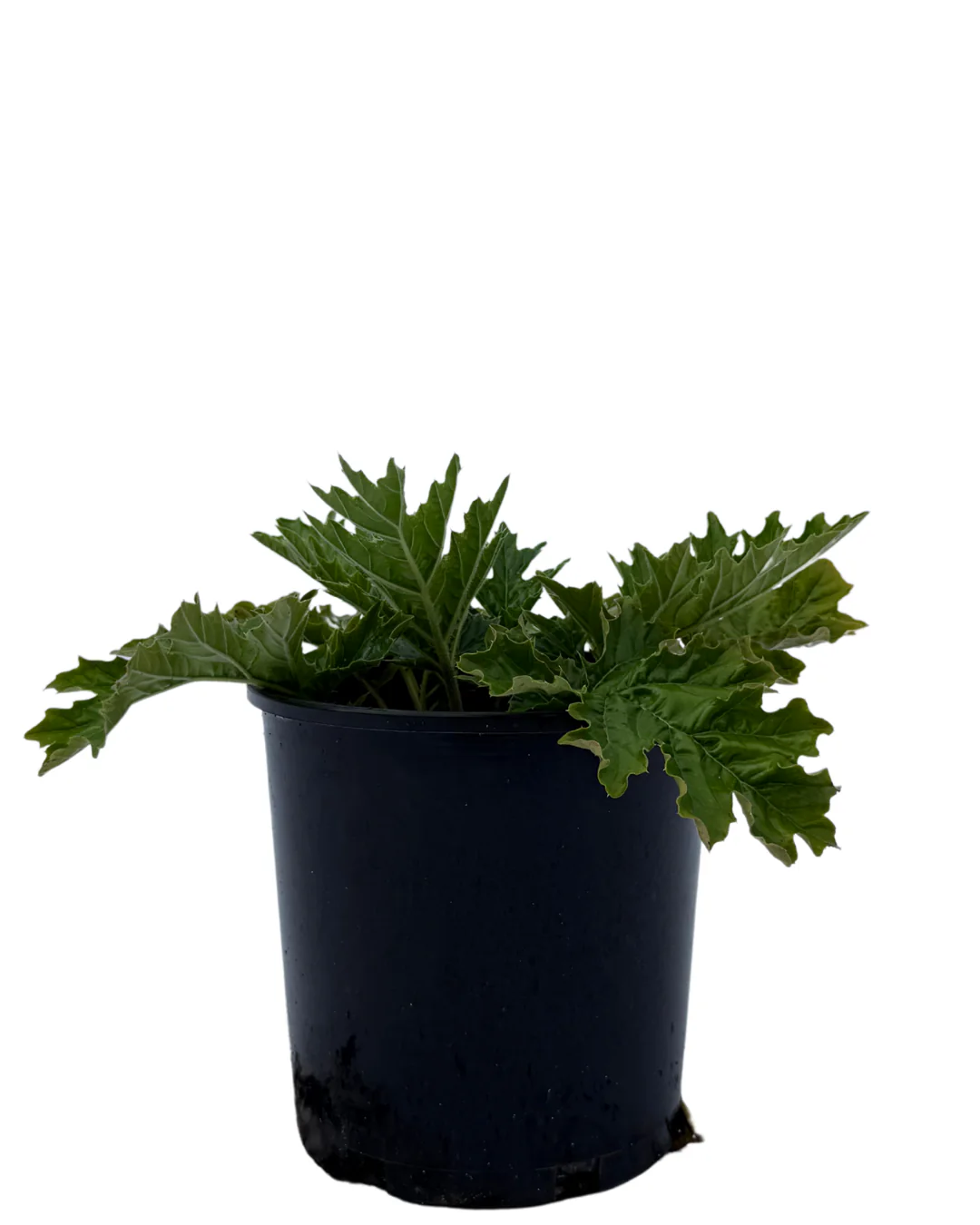 Acanthus Whitewater