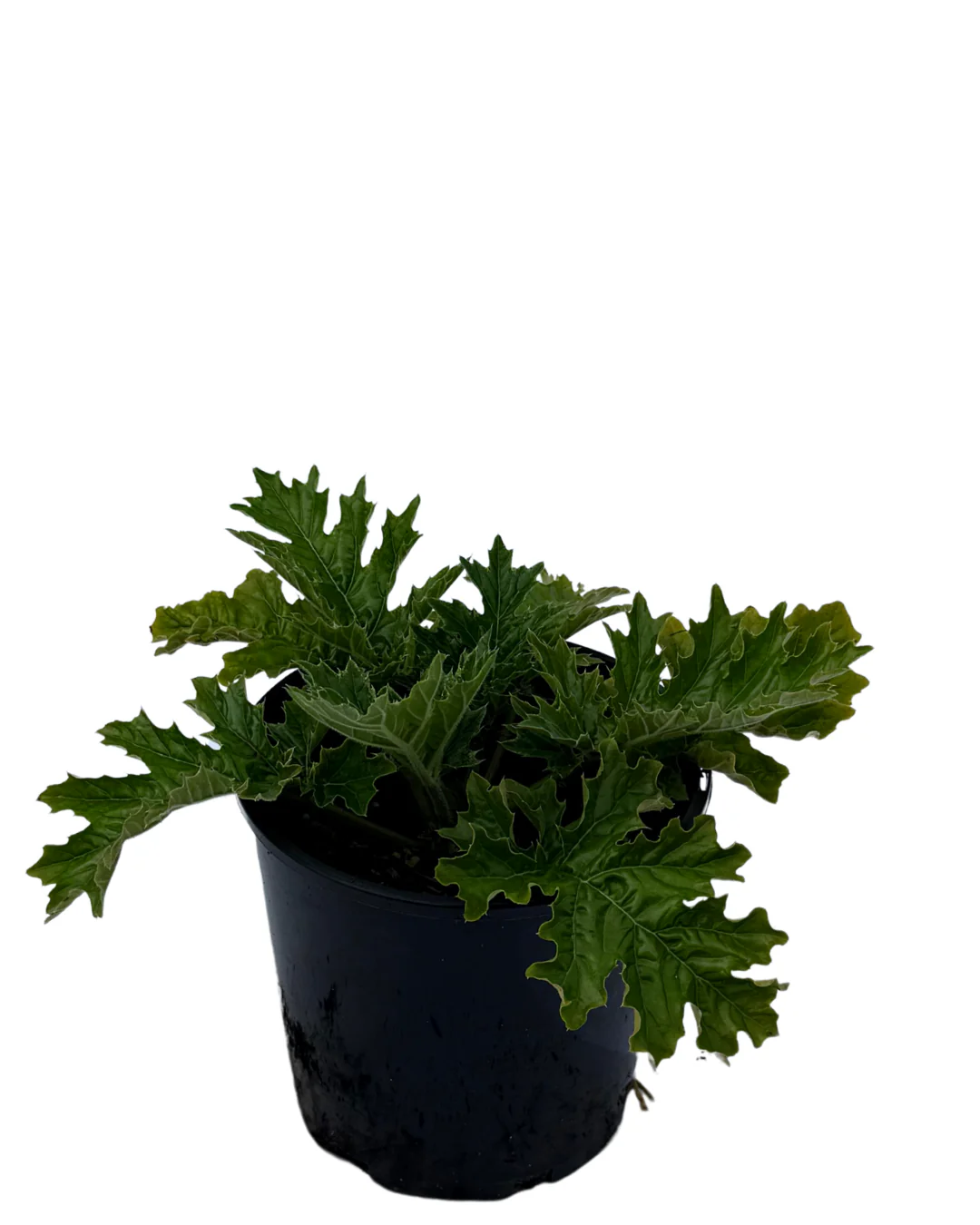 Acanthus Whitewater - Image 2