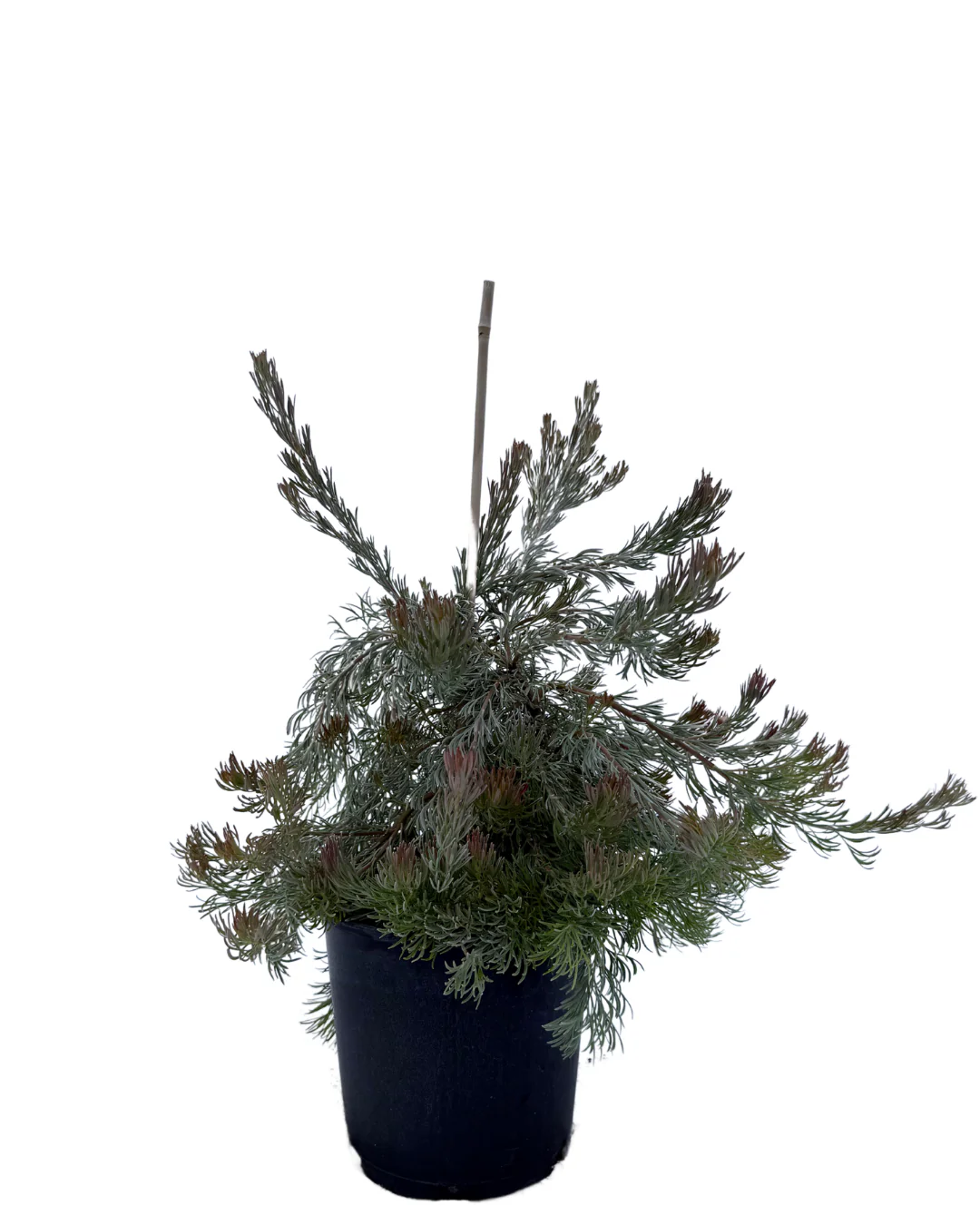 Adenanthos Cunninghamii