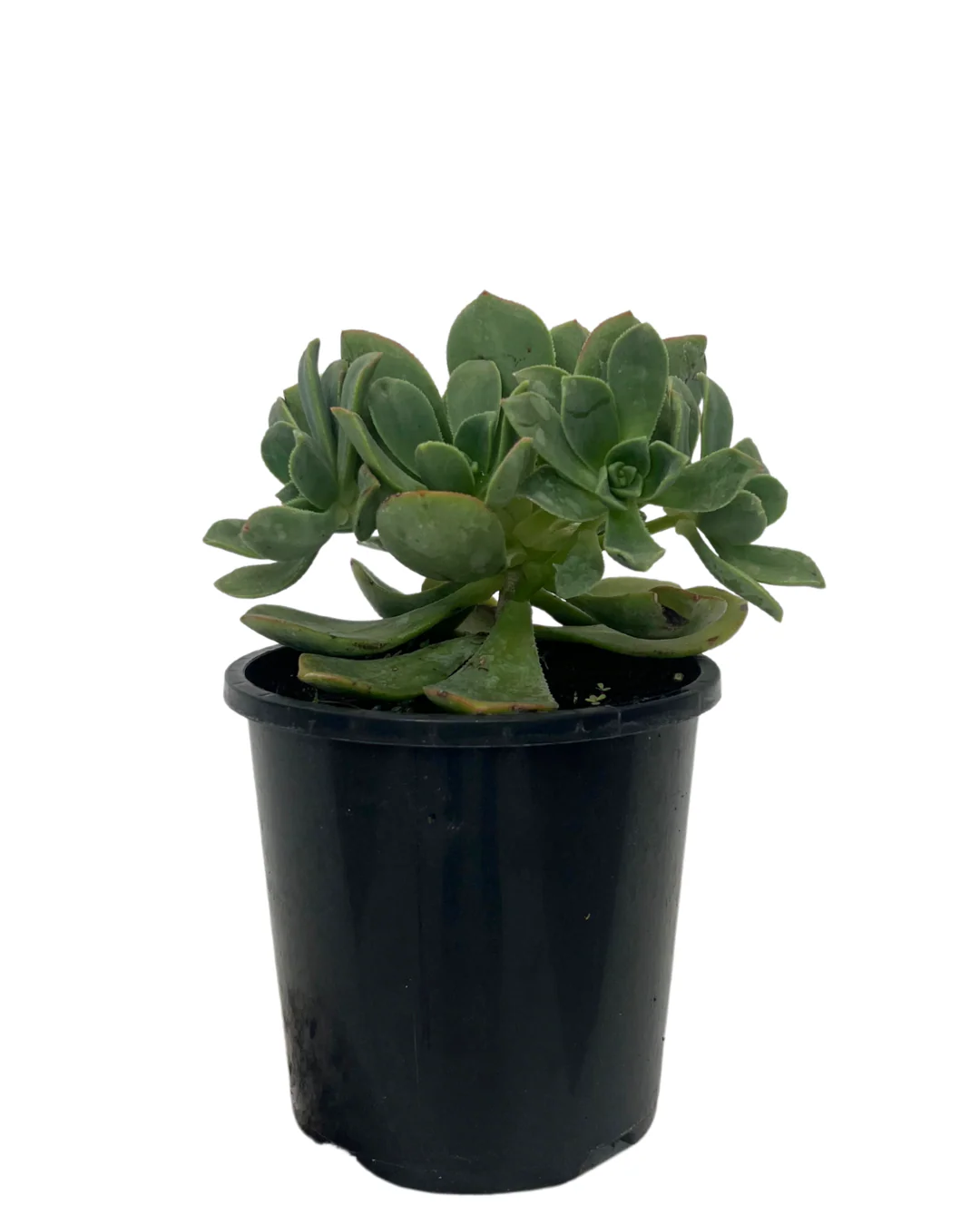 Aeonium Haworthii