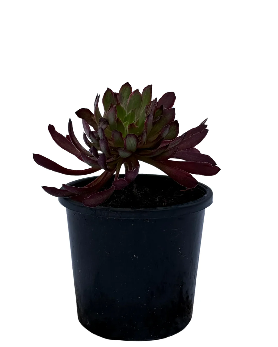 Aeonium Inferno