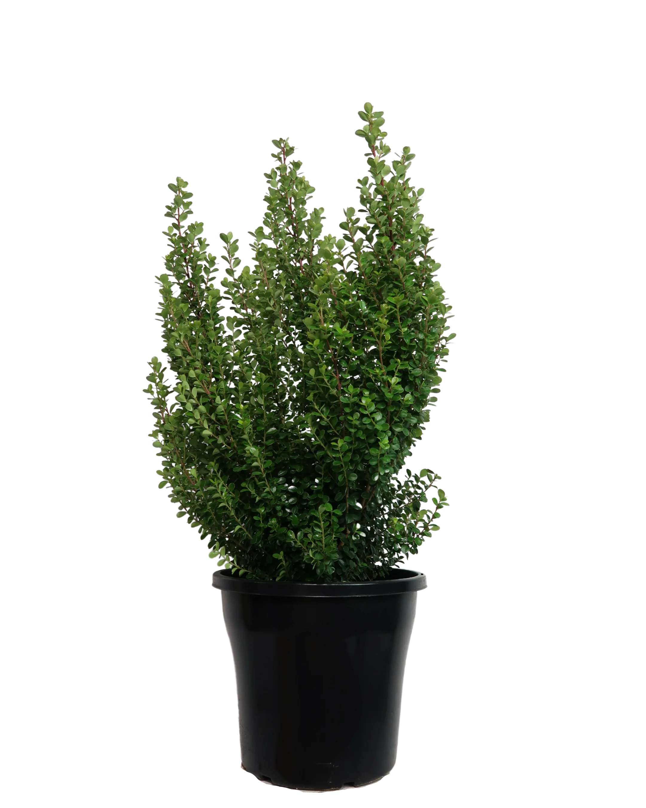 African Boxwood - Myrsine Africana