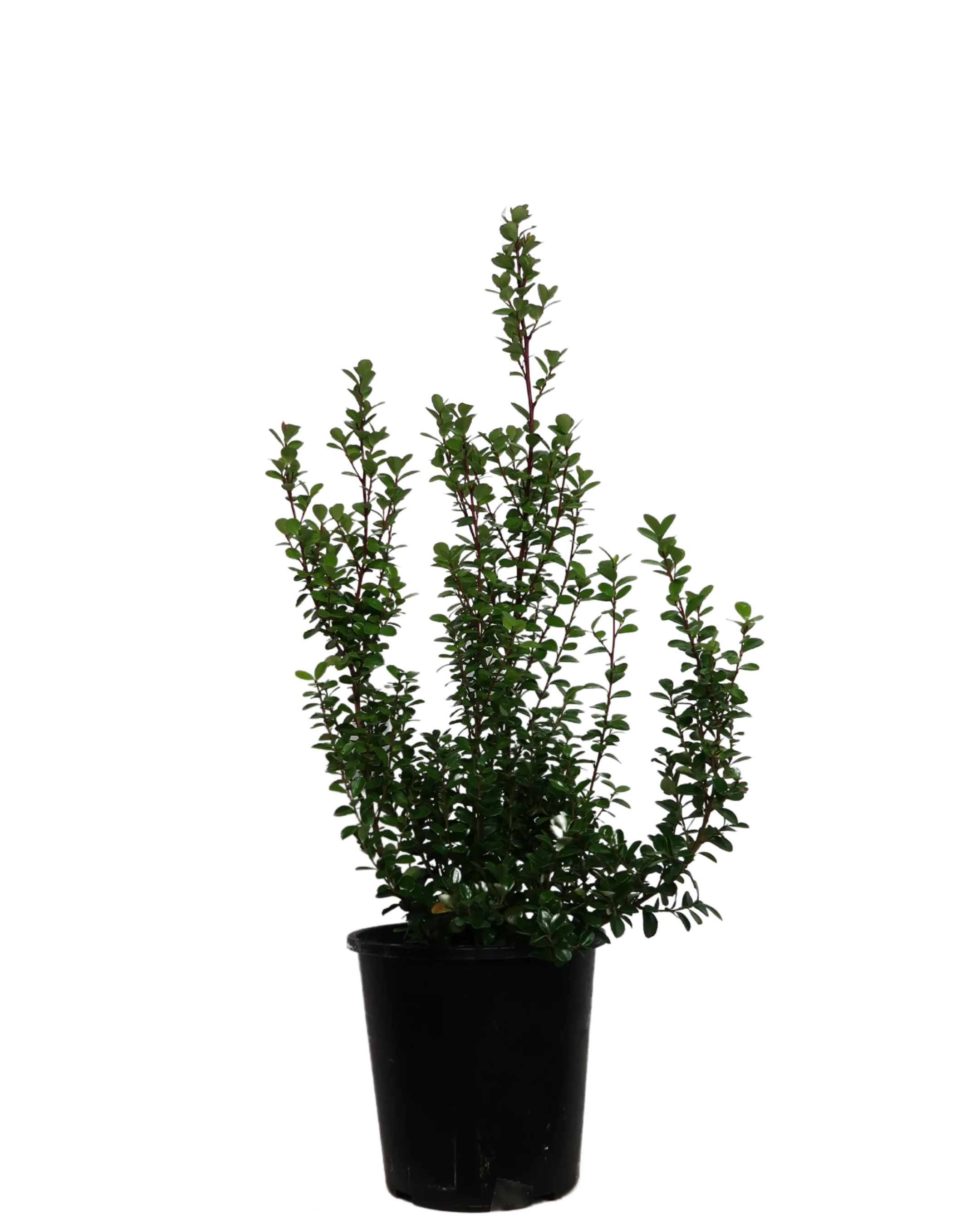 African Boxwood - Myrsine Africana