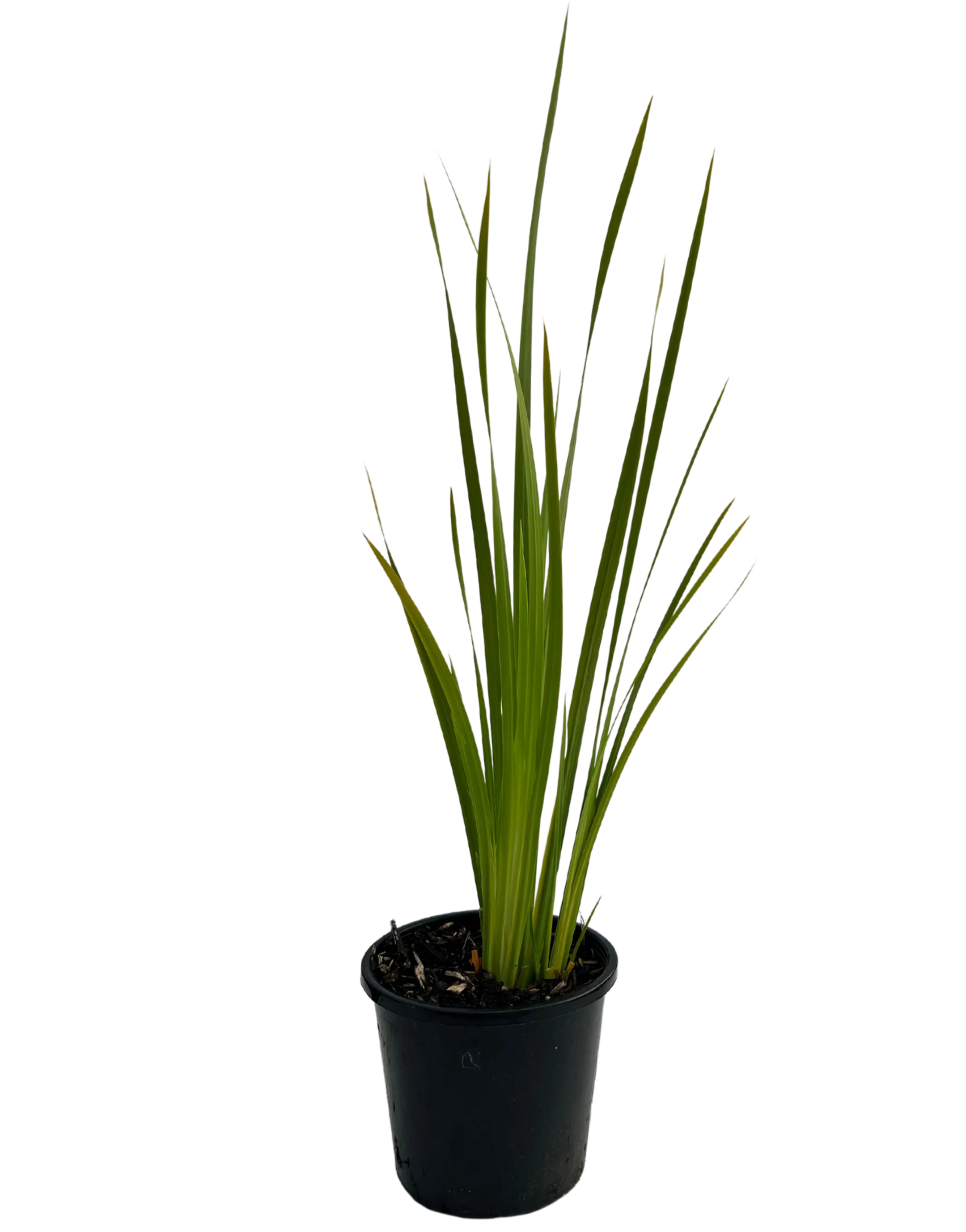 Dietes Iridoides