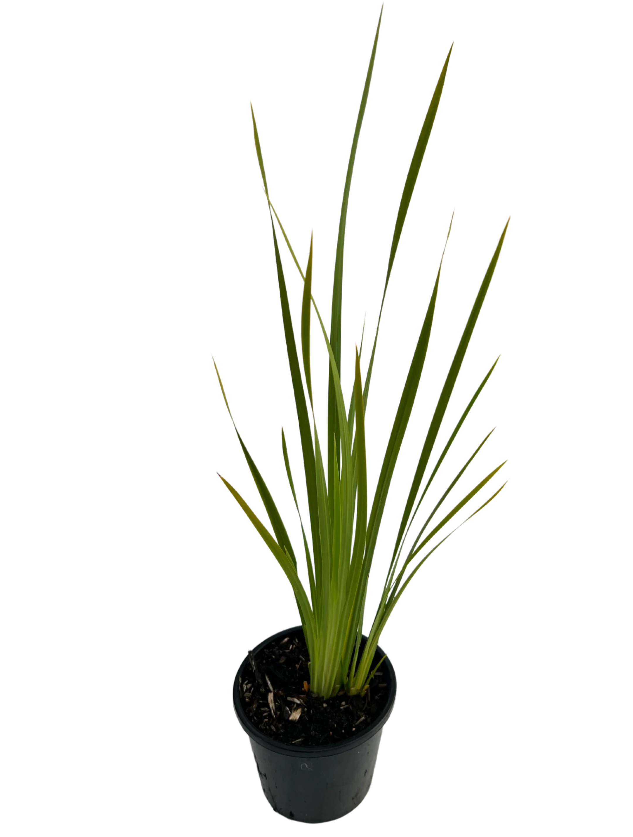 Dietes Iridoides - Image 2