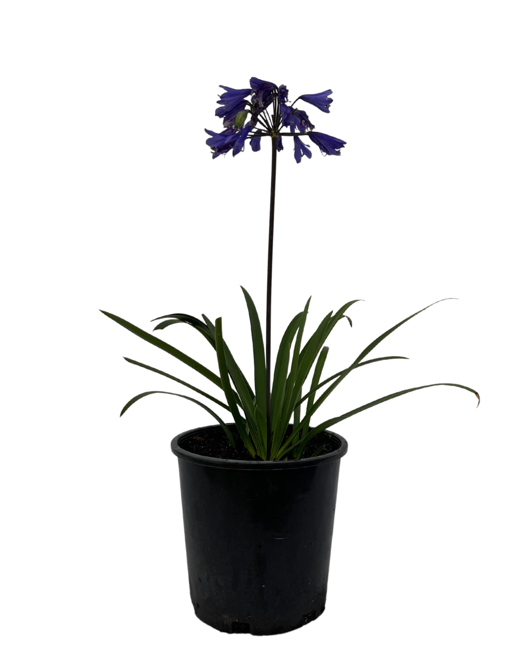 Agapanthus Bingo Blue