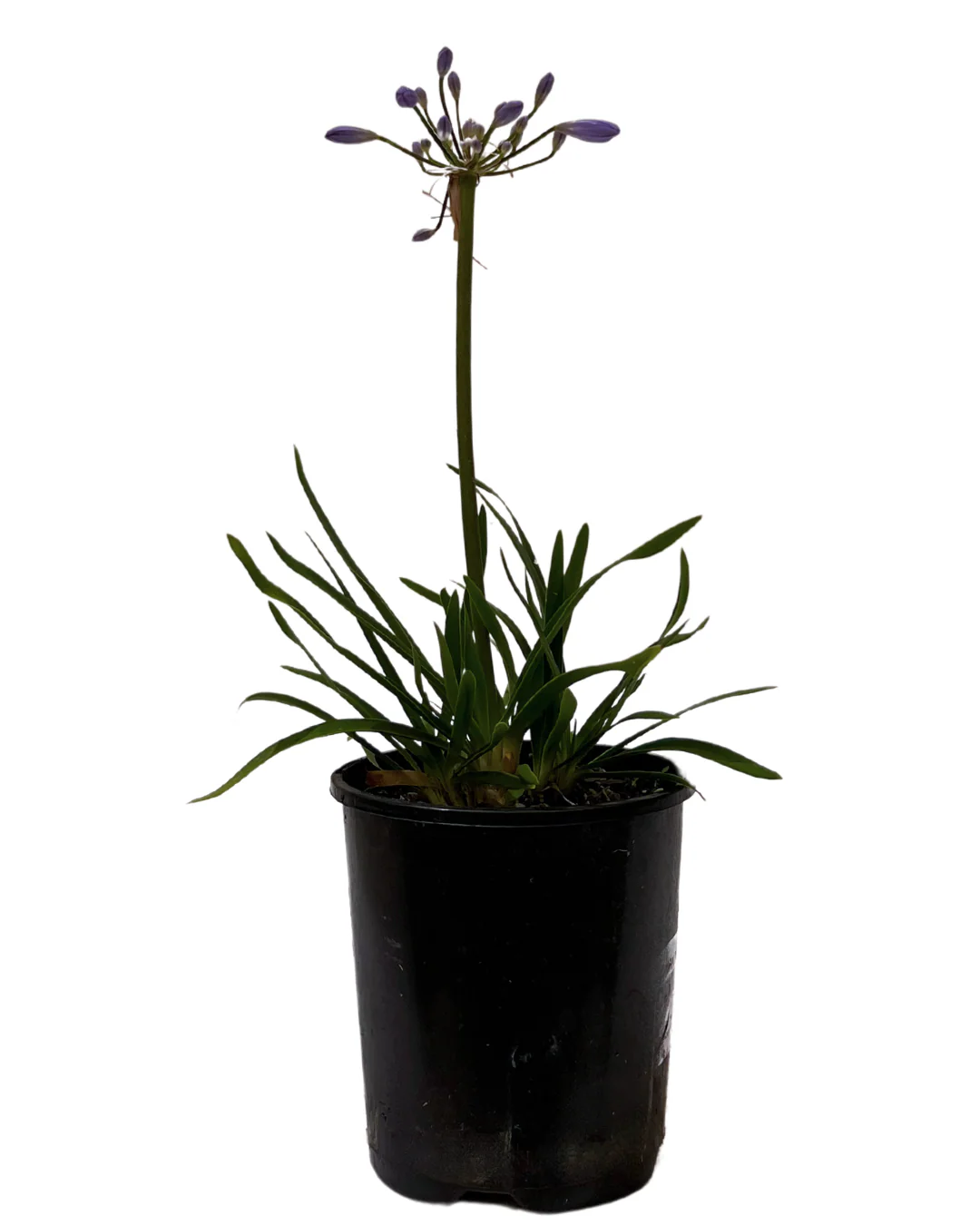 Agapanthus Brilliant Blue