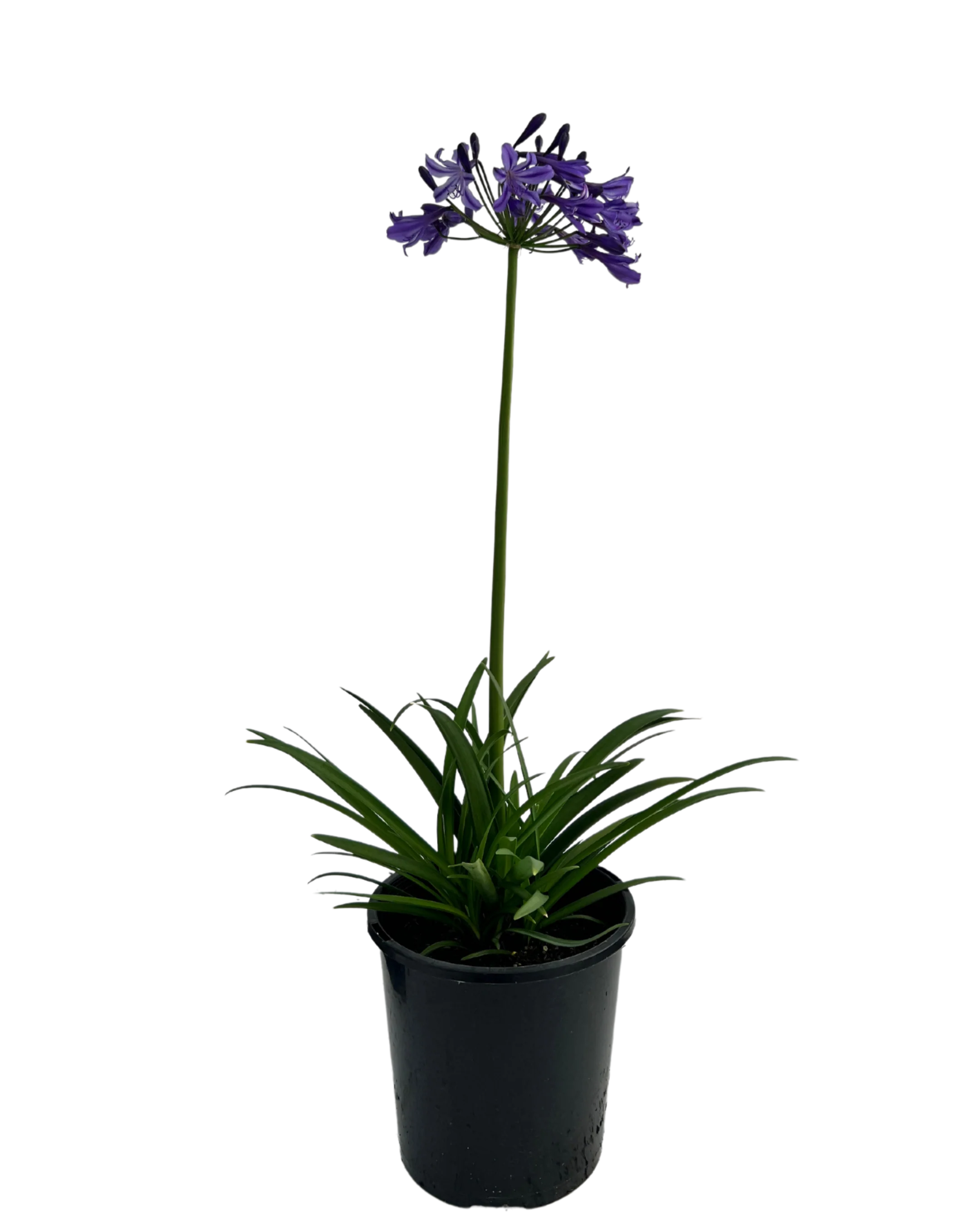 Agapanthus Buccaneer