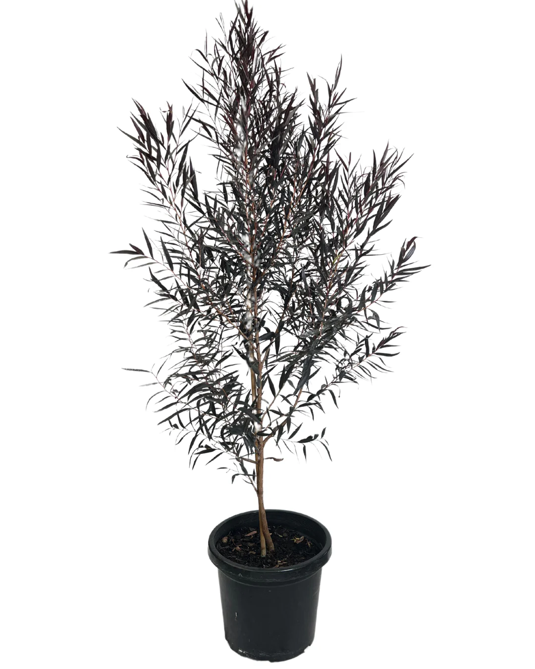 Agonis Flexuosa After Dark