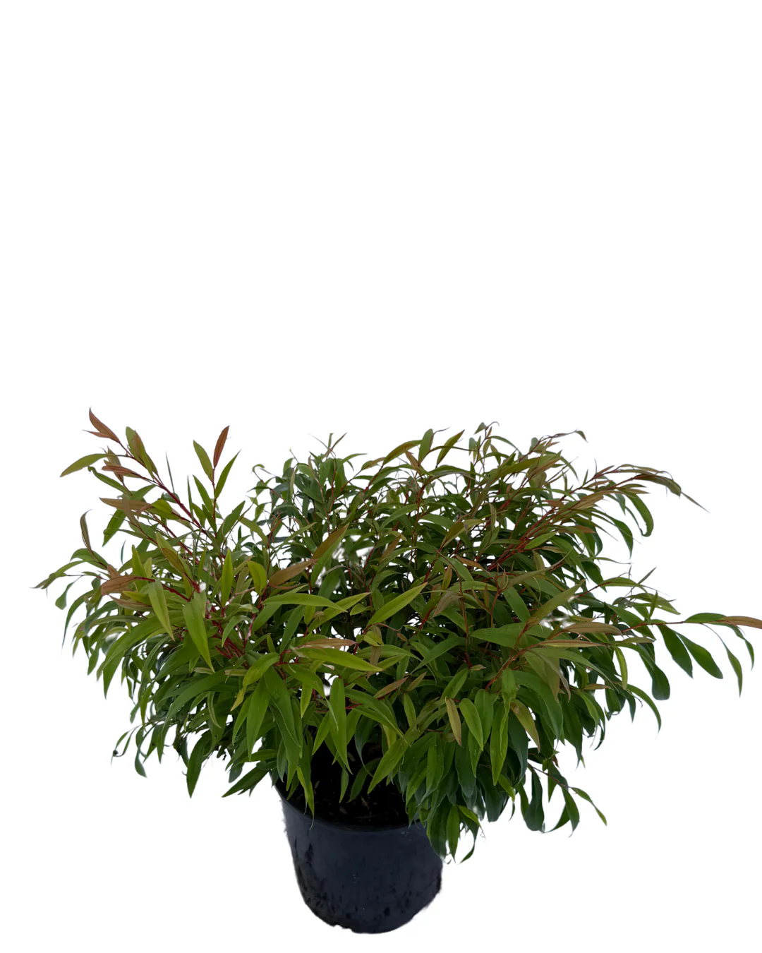 Agonis Flexuosa Nana - Image 2