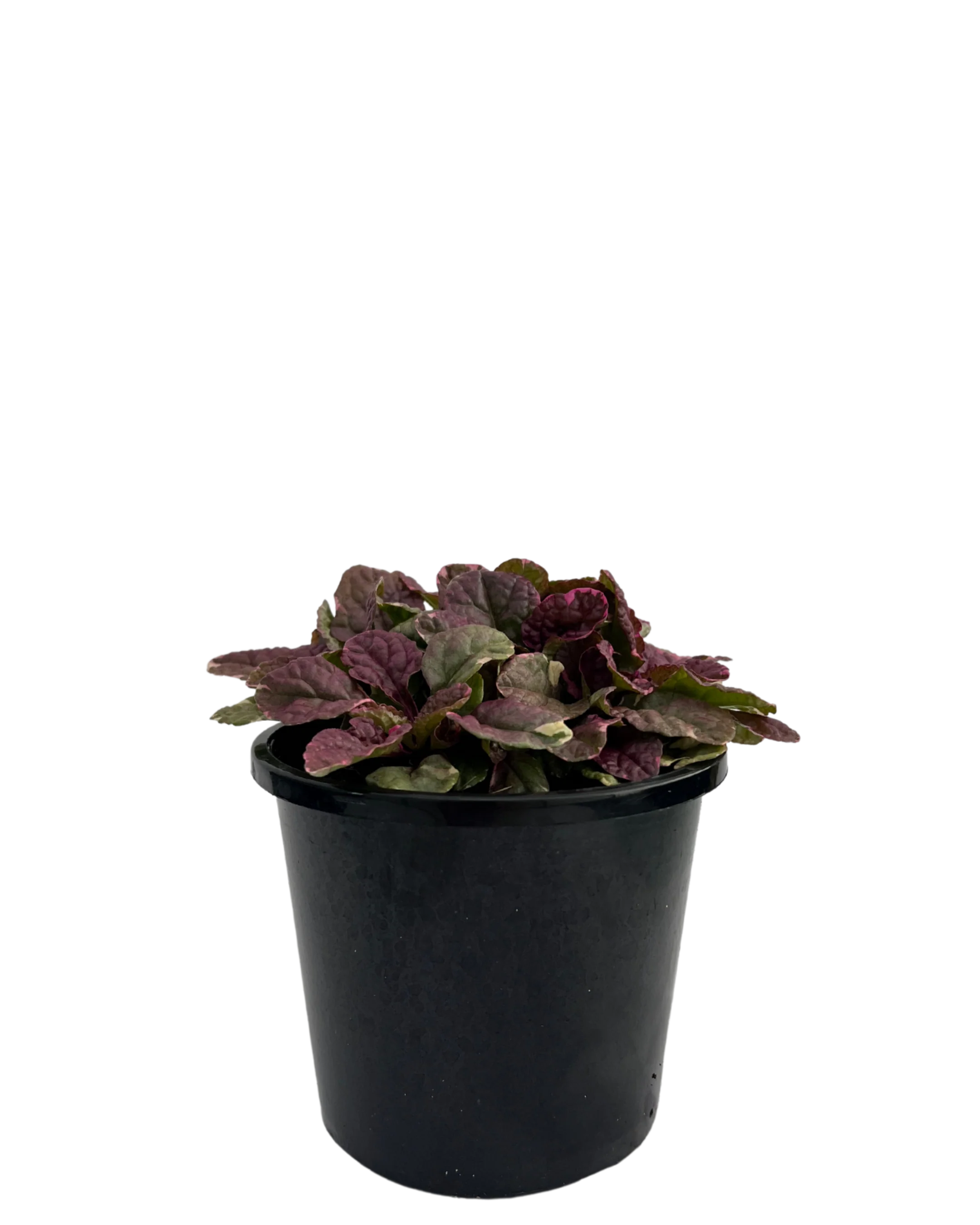 Ajuga Burgundy Lace