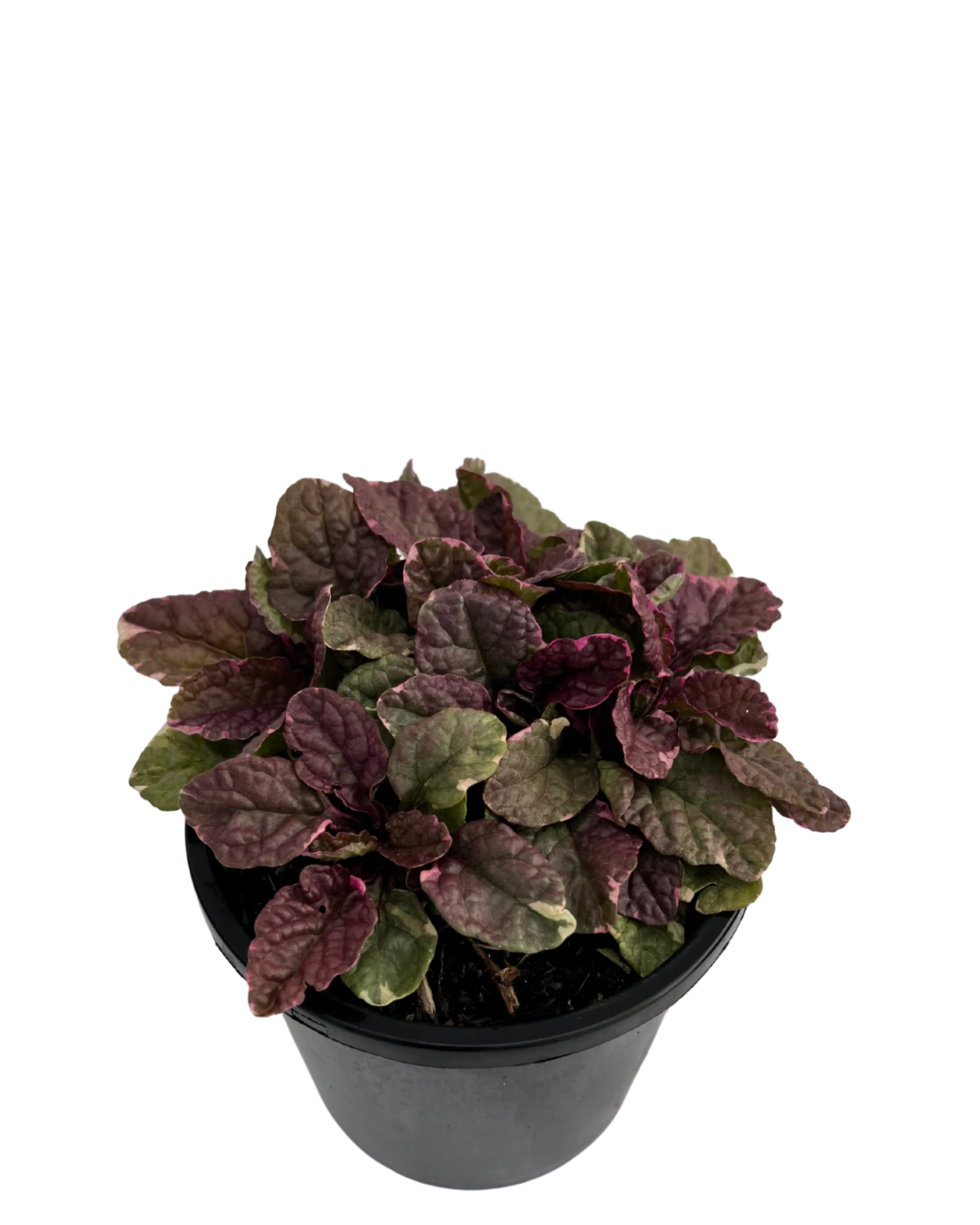 Ajuga Burgundy Lace - Image 2