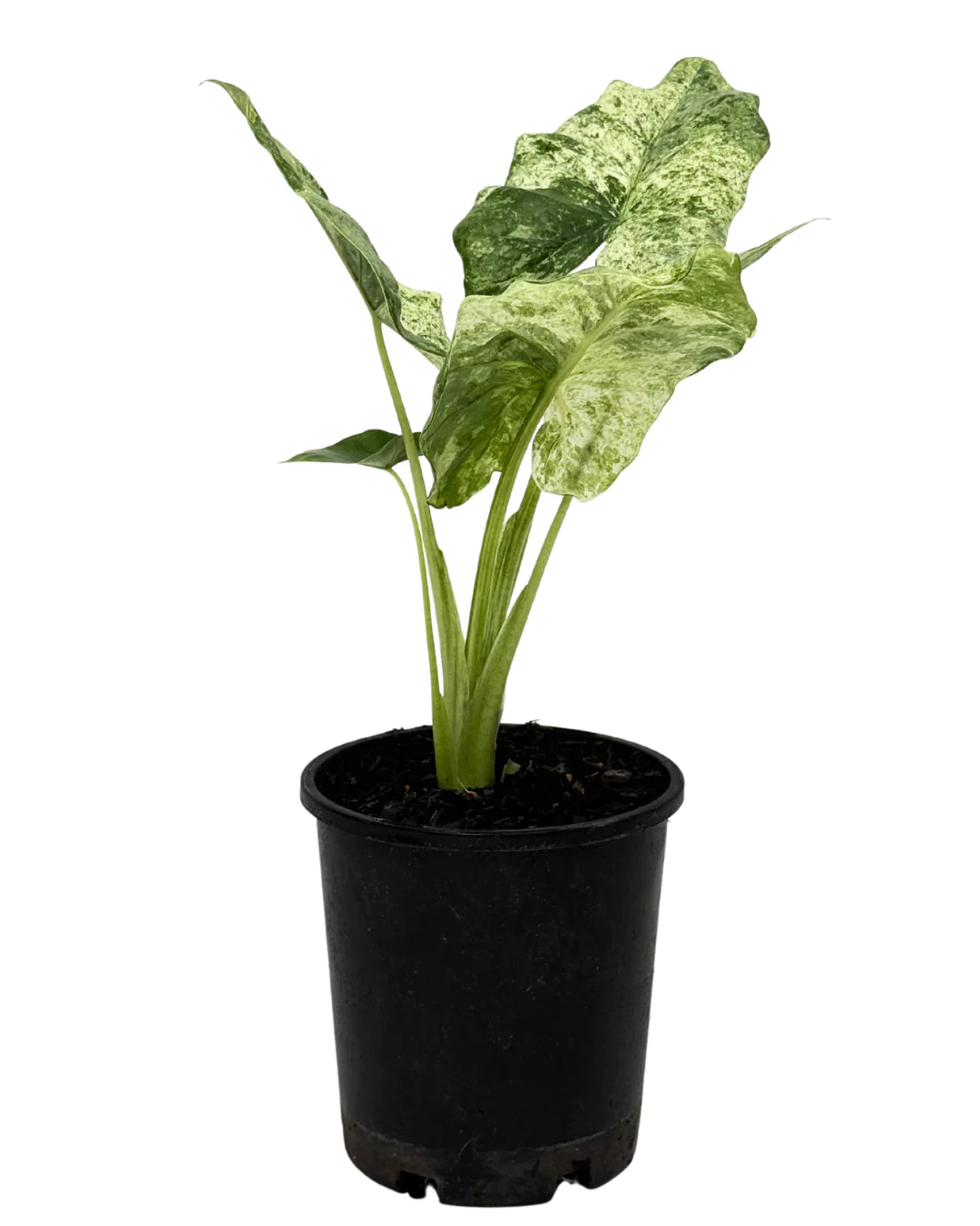 Alocasia Camouflage
