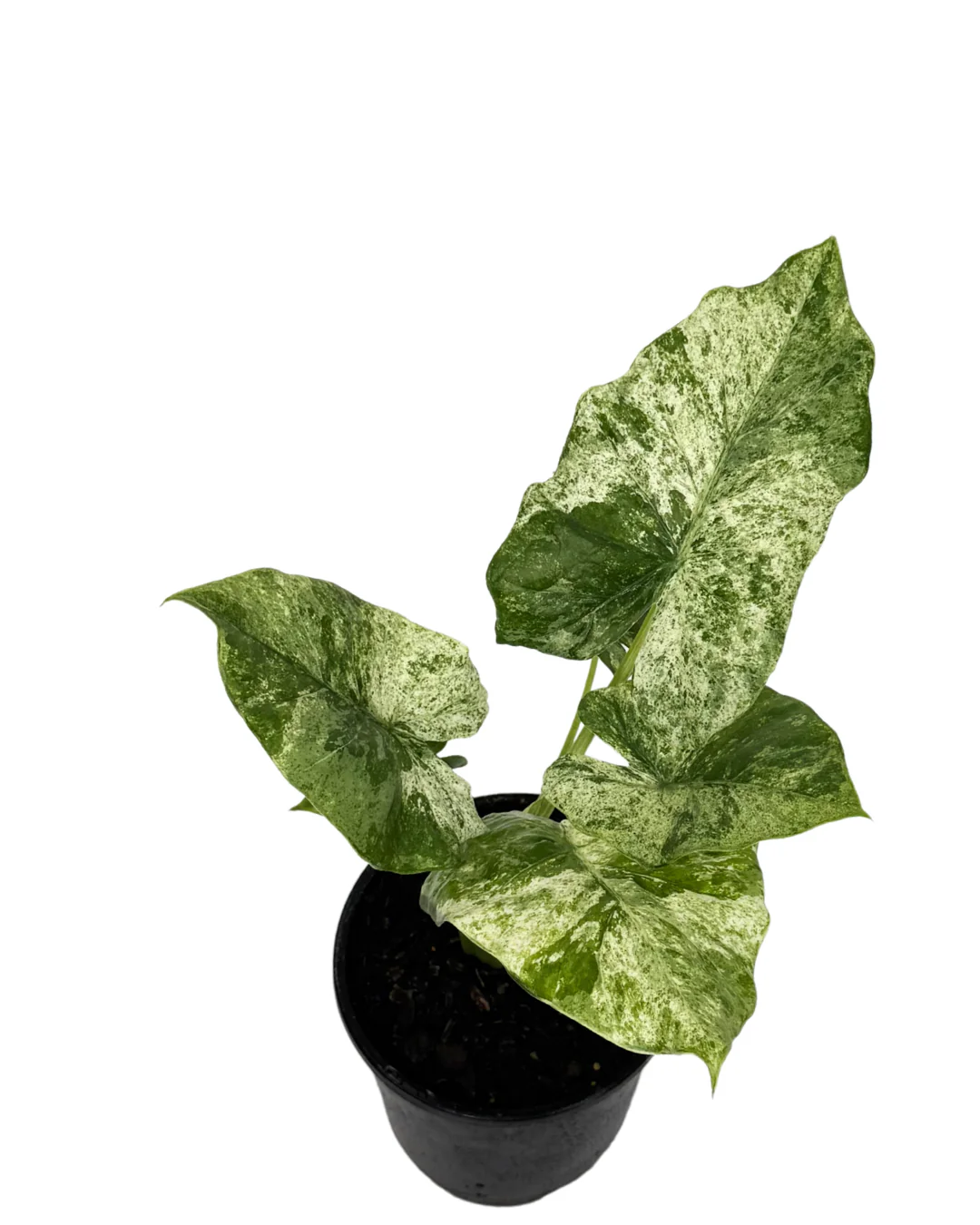 Alocasia Camouflage - Image 2