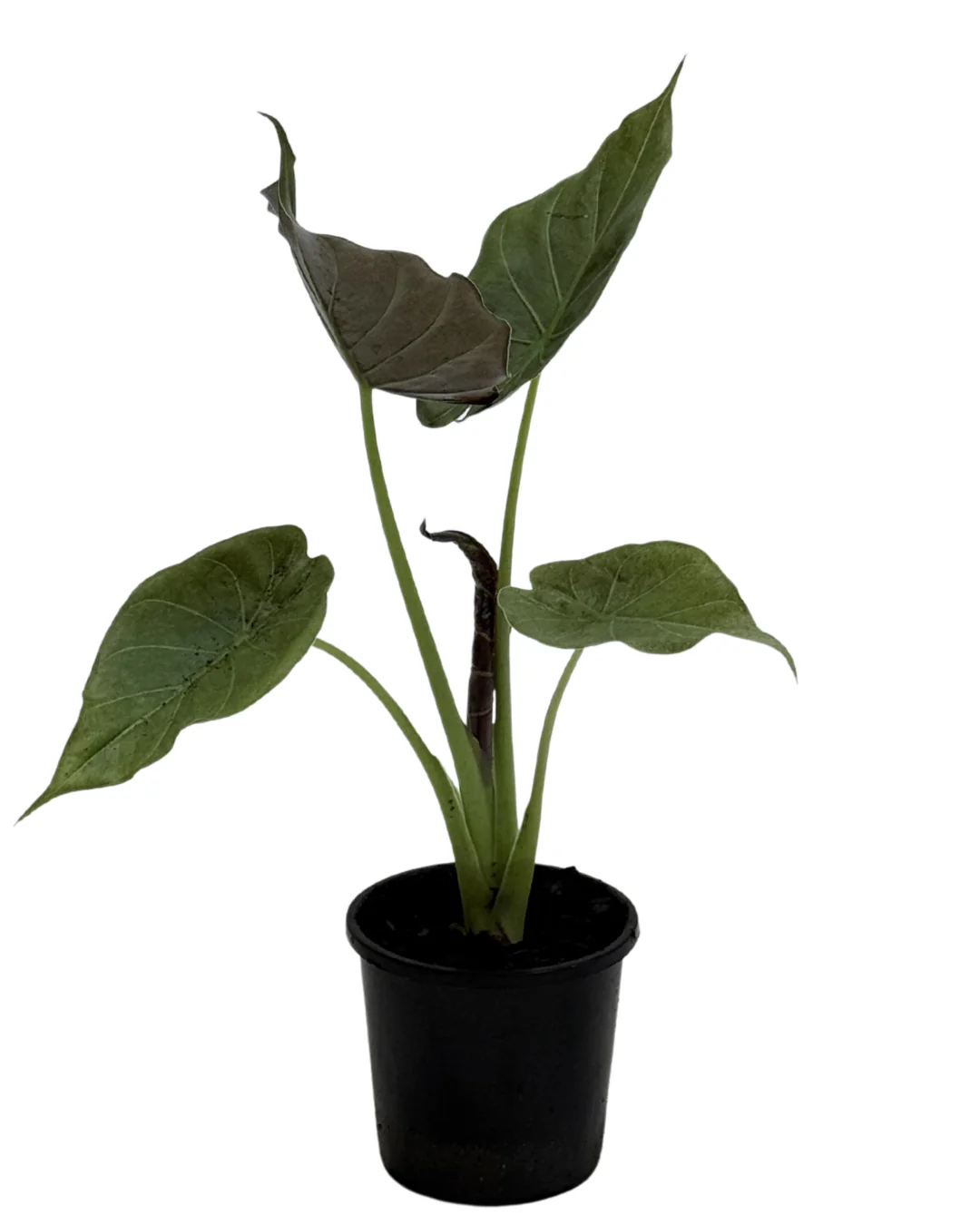 Alocasia Wentii