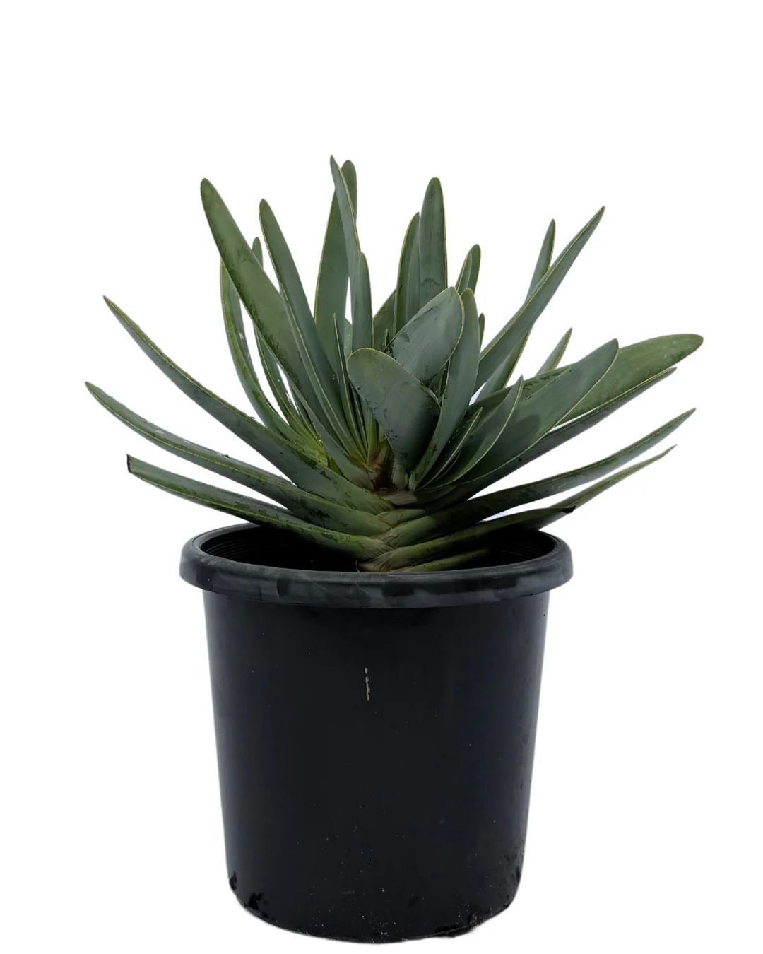 Aloe Plicatilis
