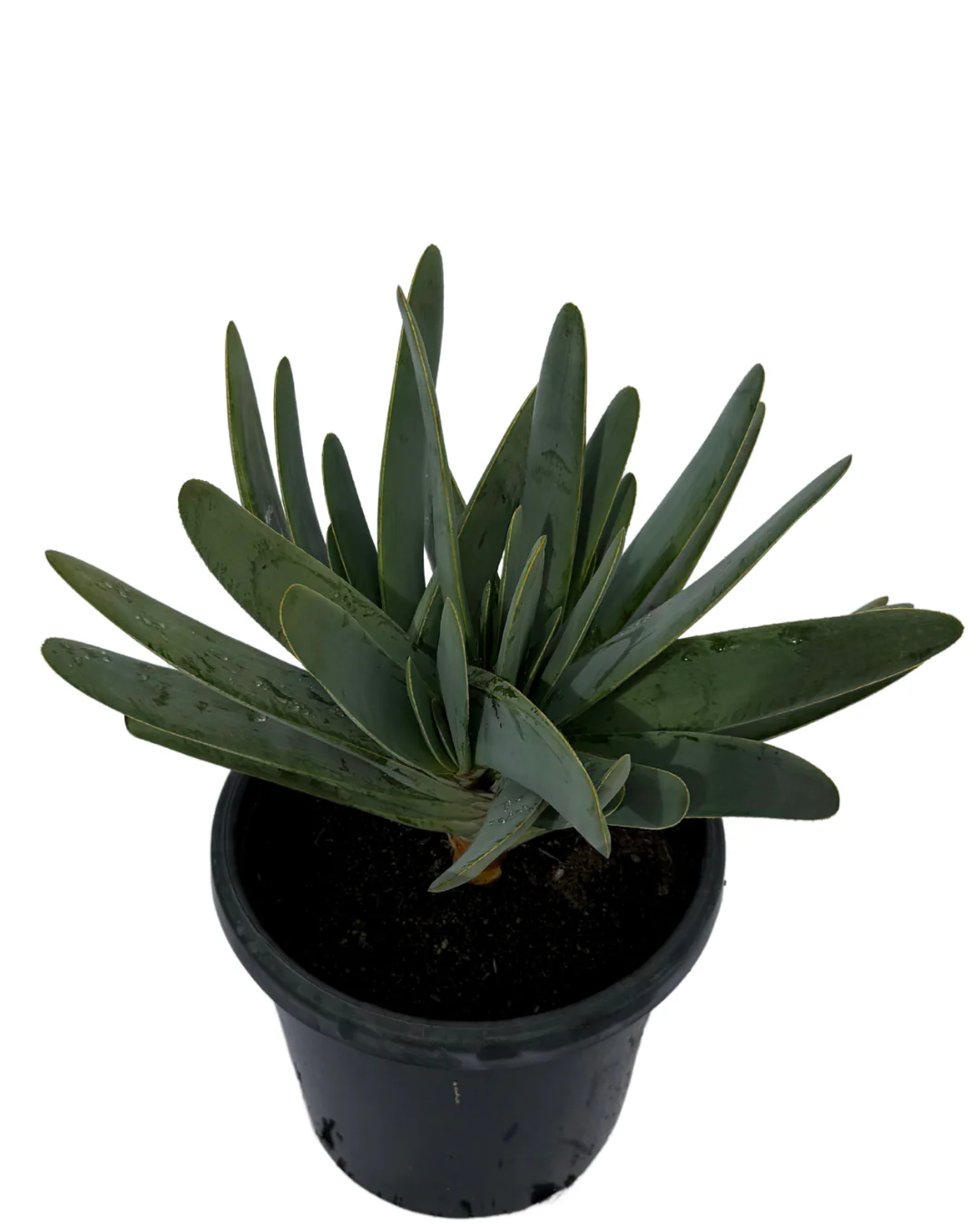 Aloe Plicatilis - Image 2