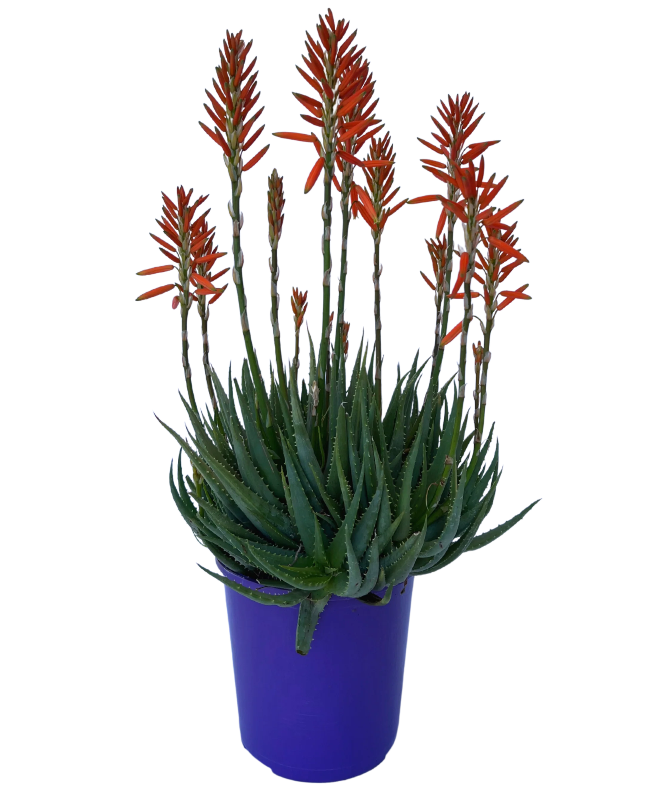 Aloe Sea Urchin