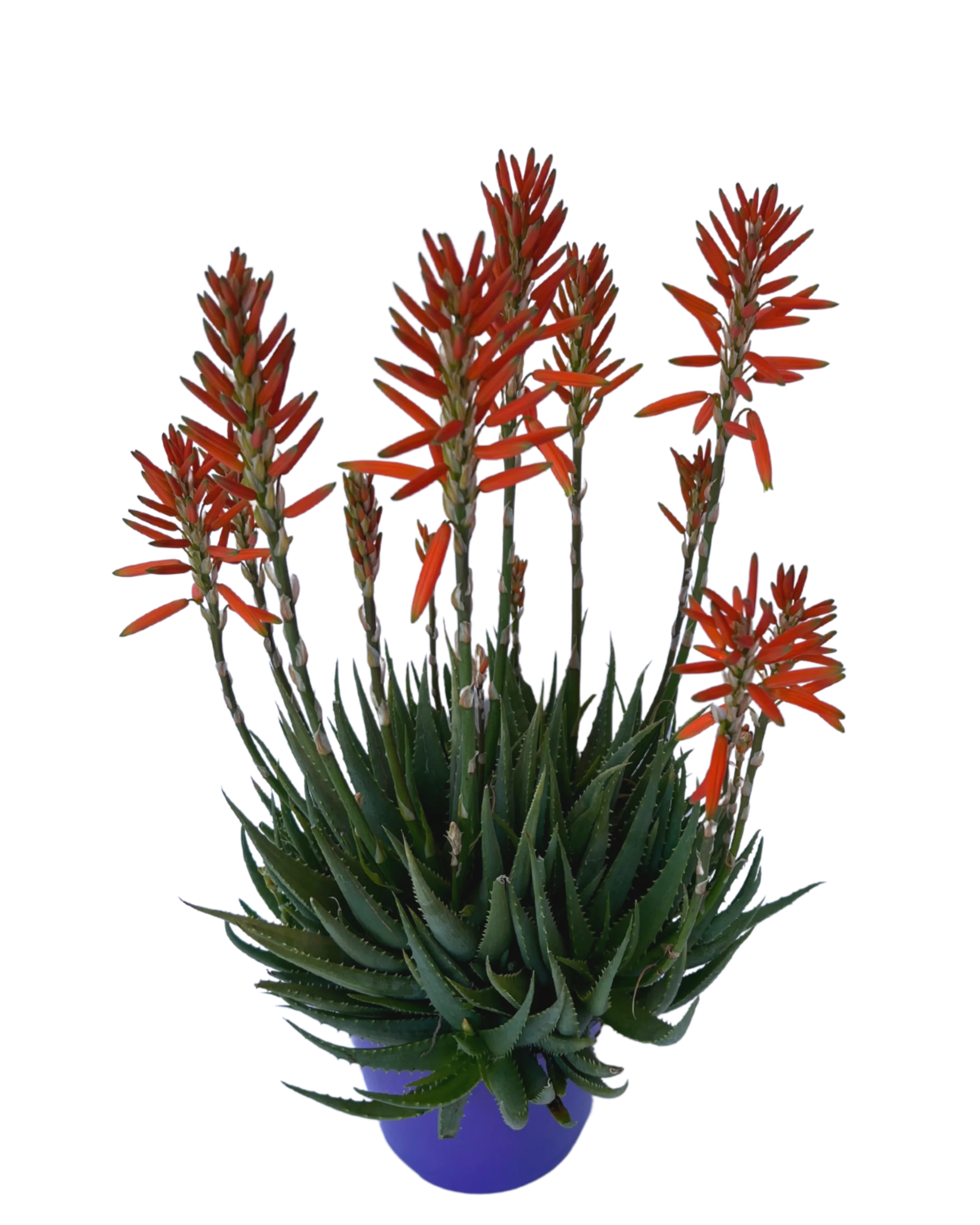 Aloe Sea Urchin - Image 2