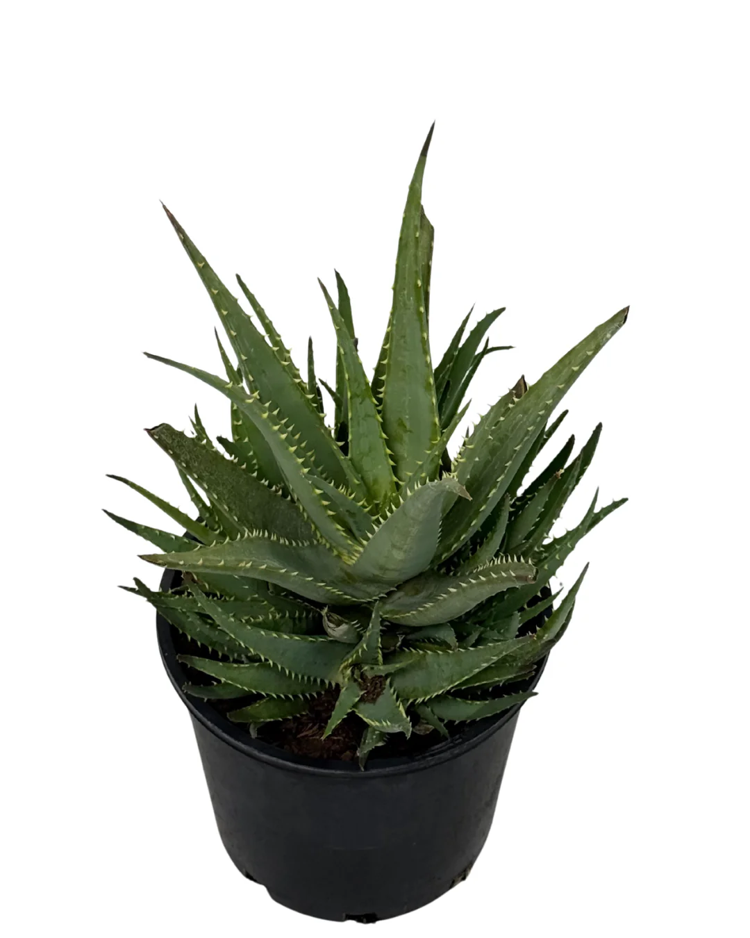 Aloe Supreme Orange - Image 2