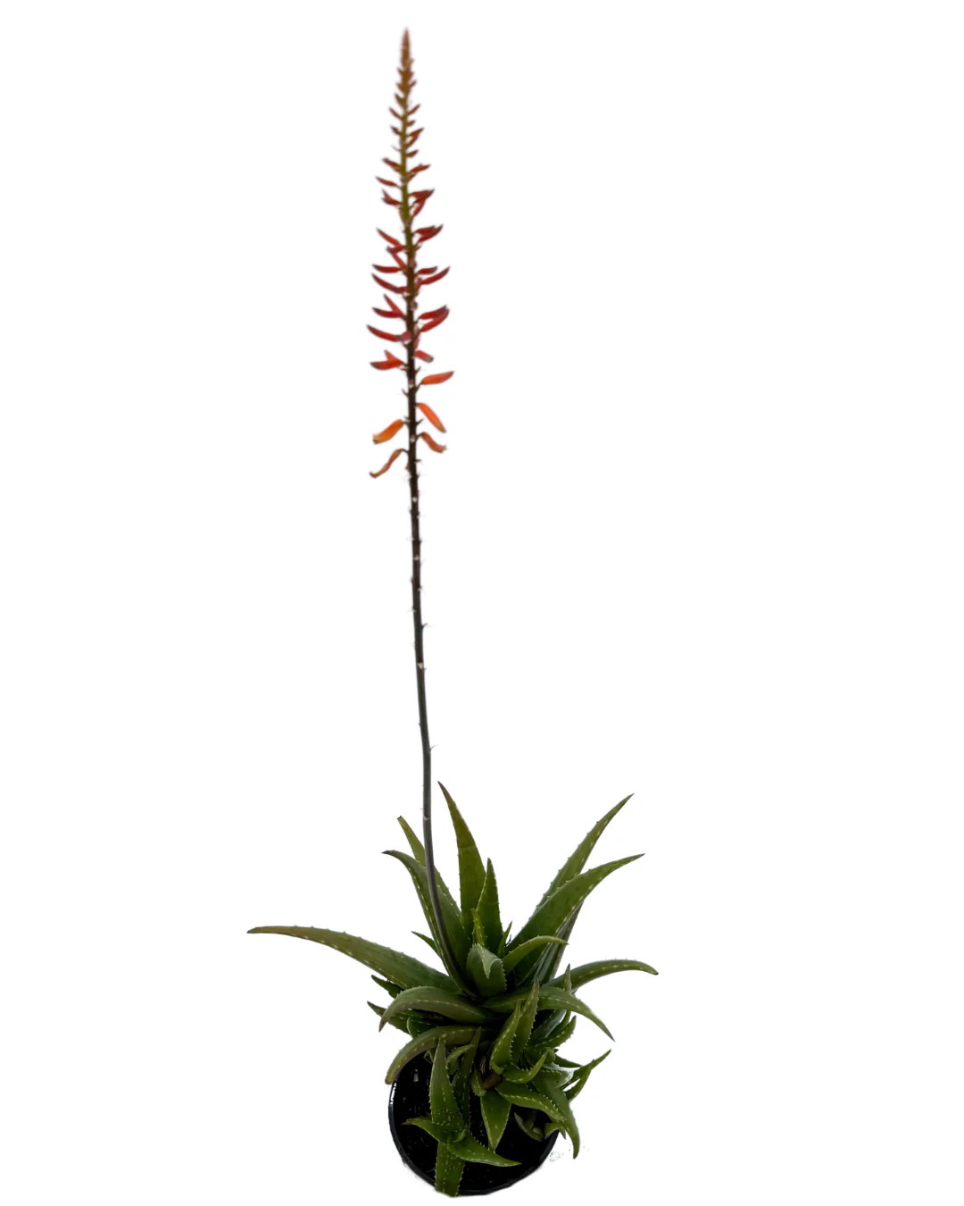 Aloe Vera - Image 2