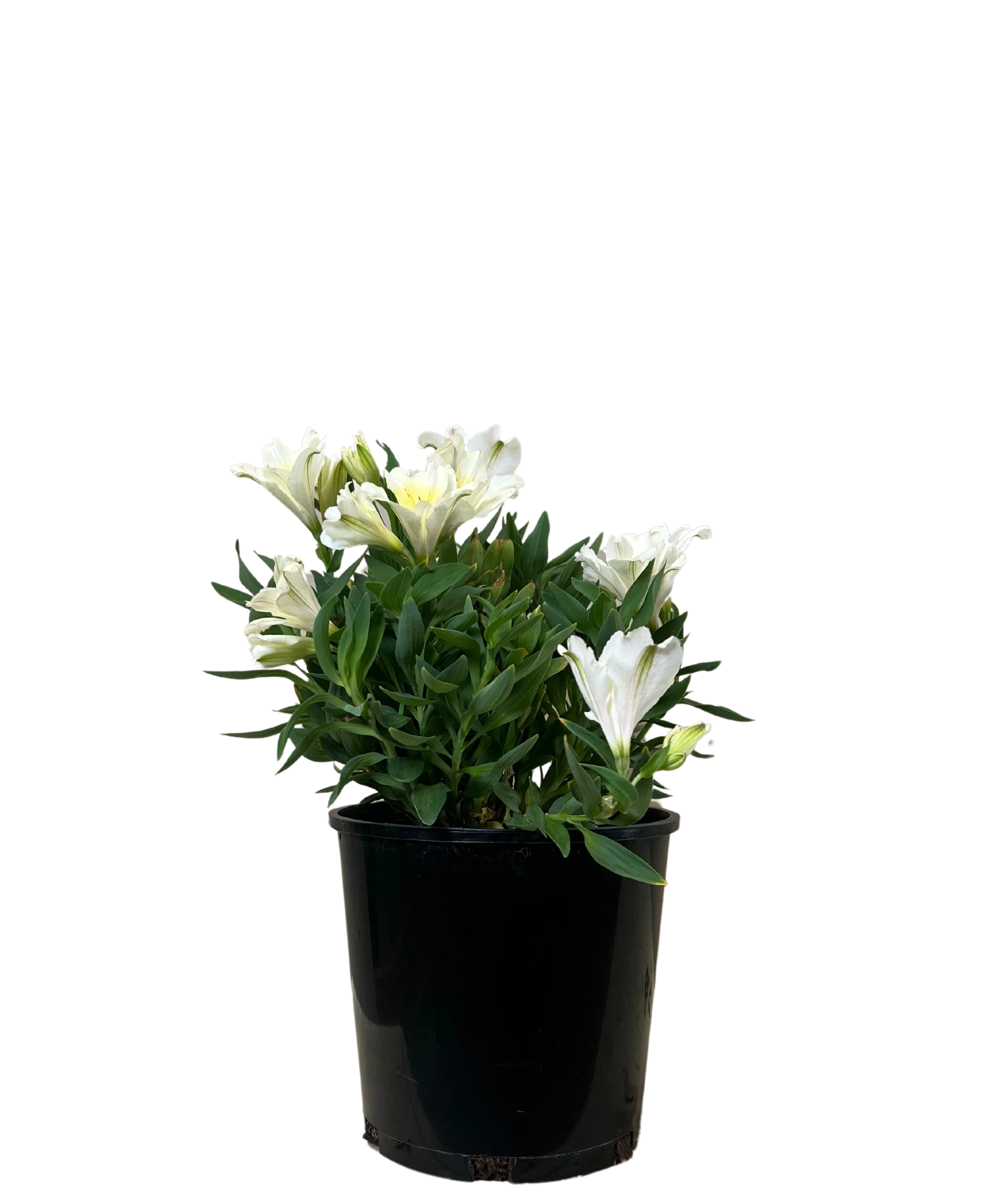 Alstroemeria Claire