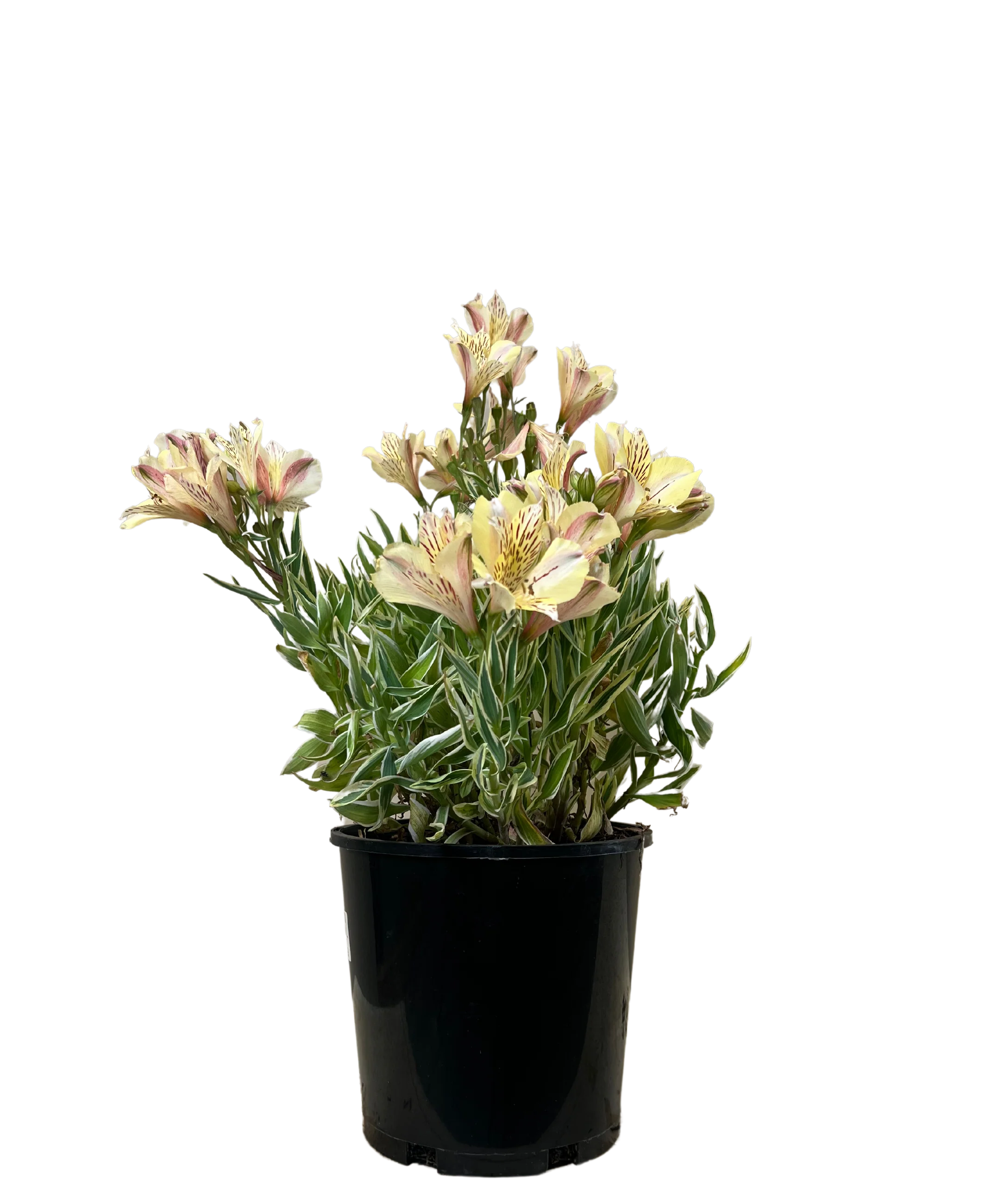 Alstroemeria Fabiana