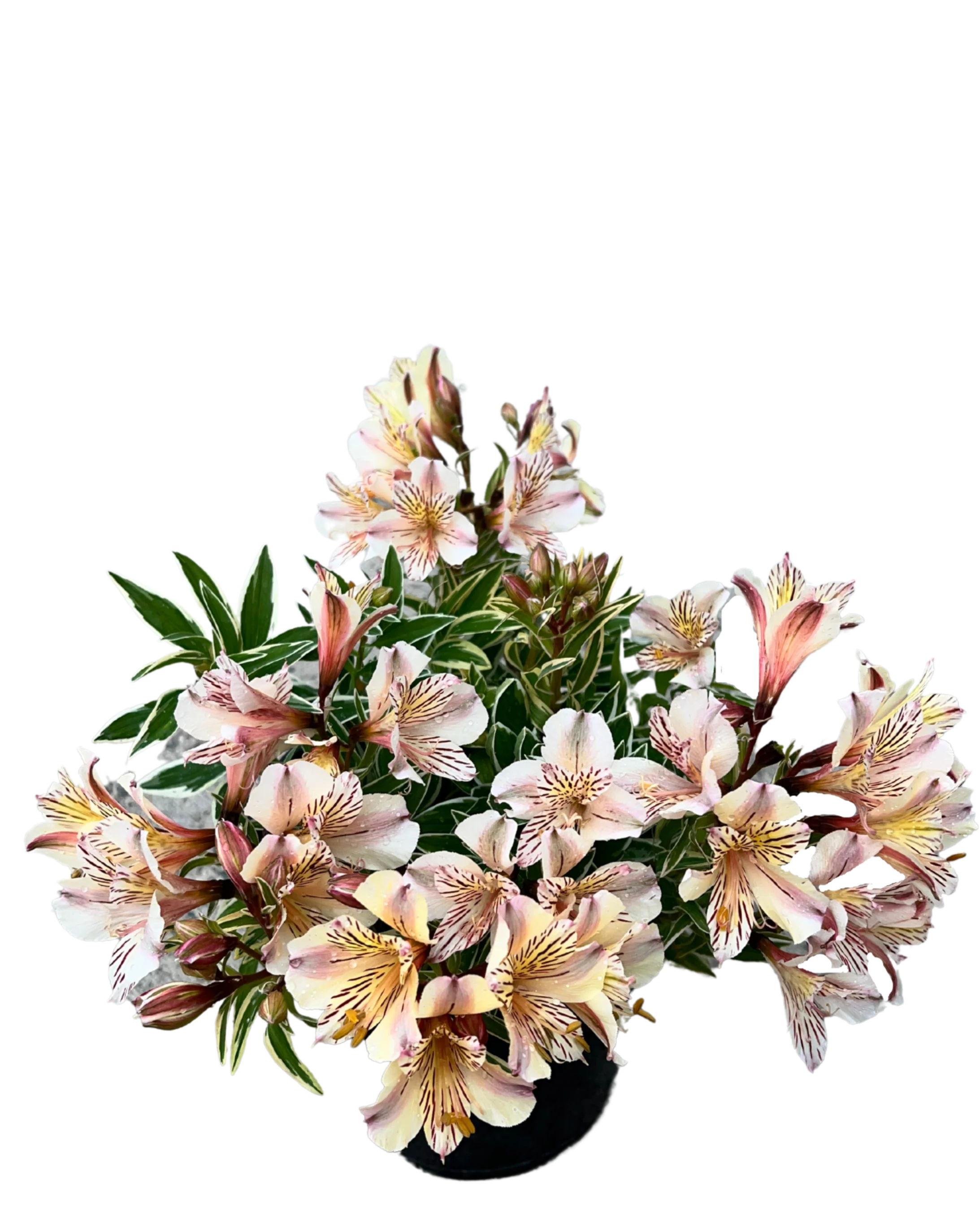 Alstroemeria Fabiana - Image 2