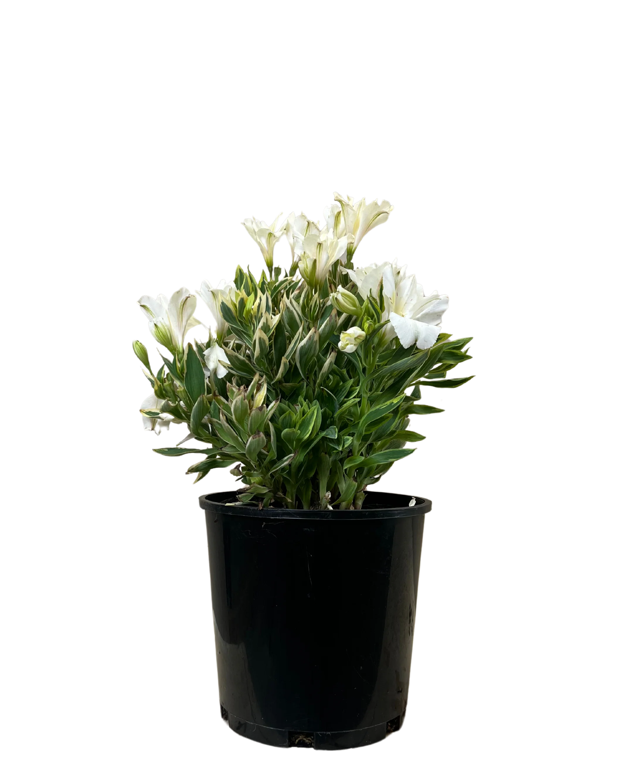 Alstroemeria Claressa