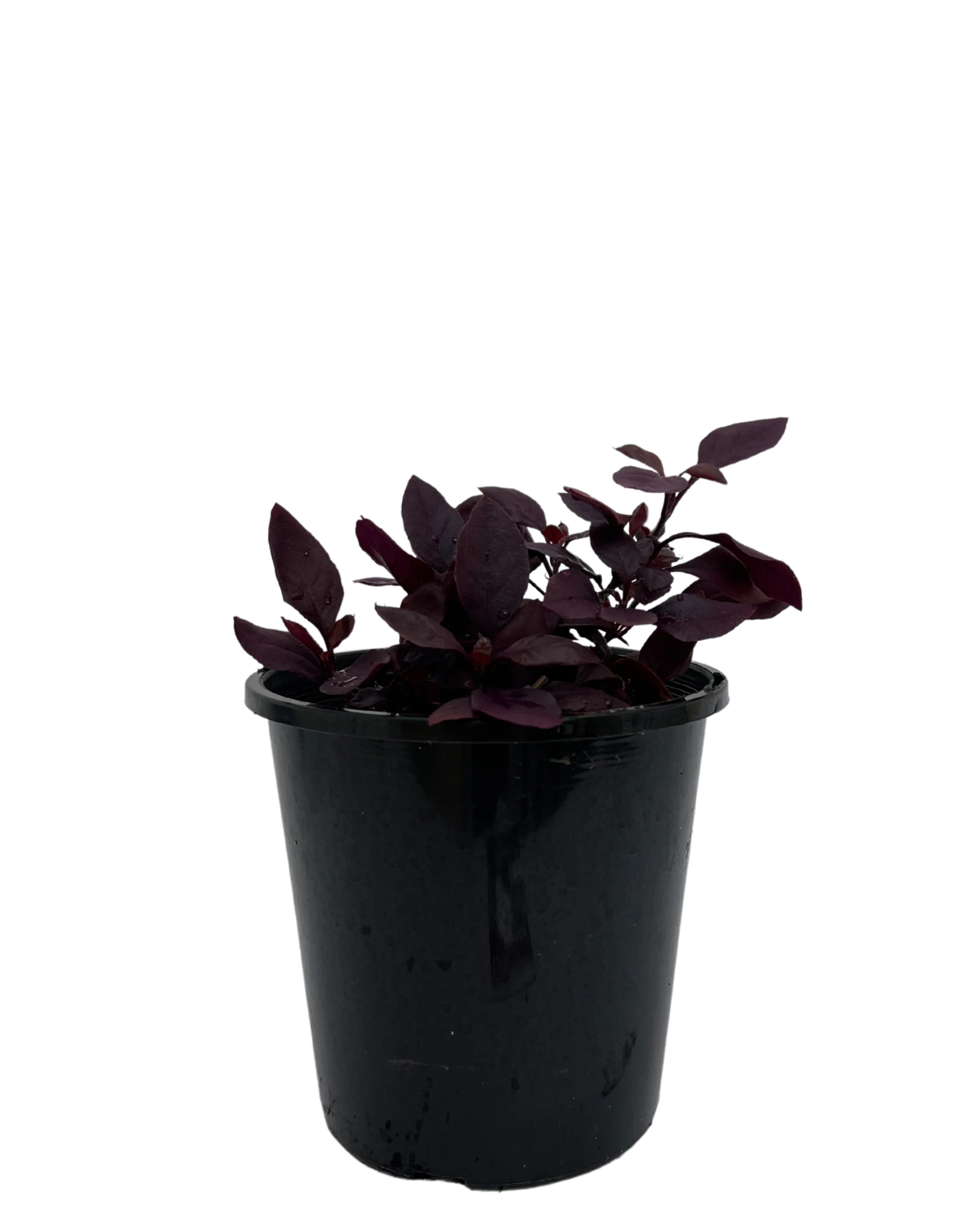 Alternanthera Little Maroon