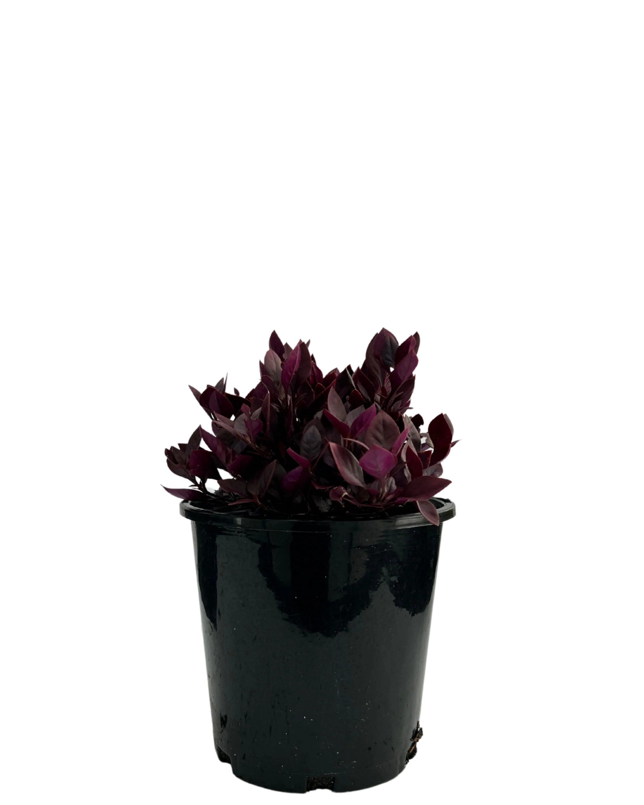 Alternanthera Little Ruby