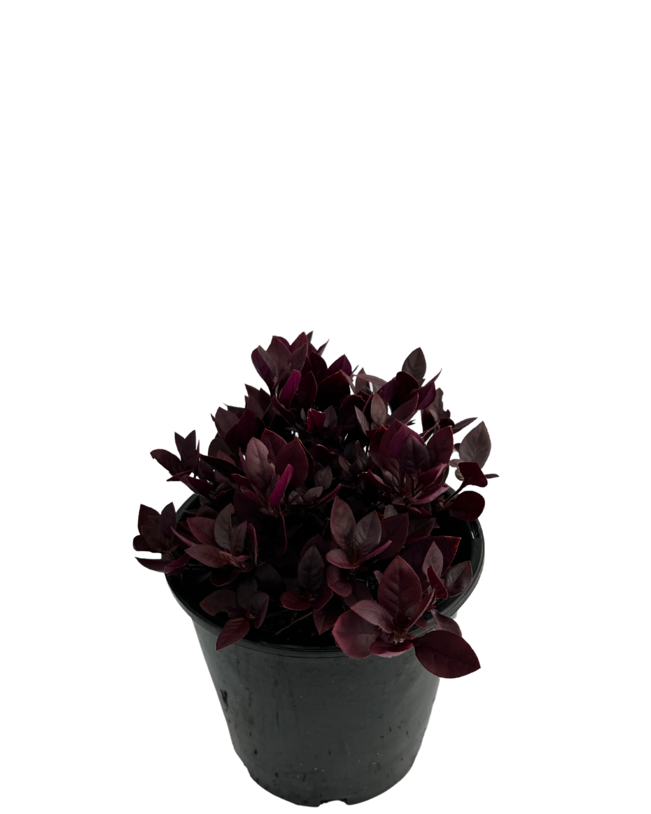 Alternanthera Little Ruby - Image 2
