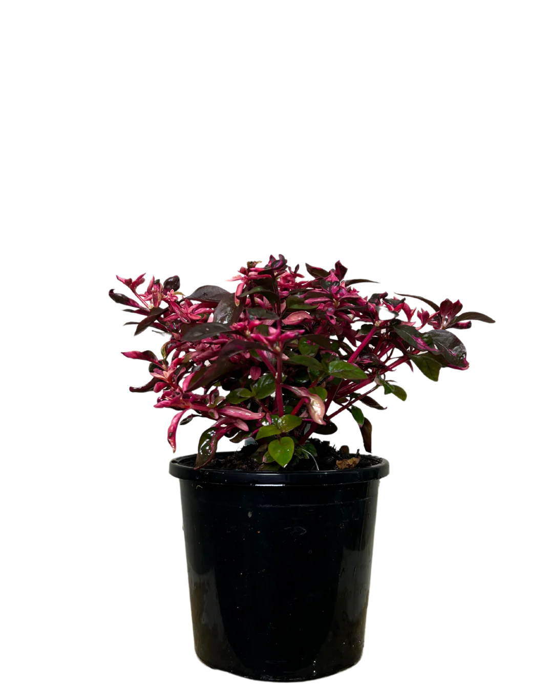 Alternanthera Purple Splash