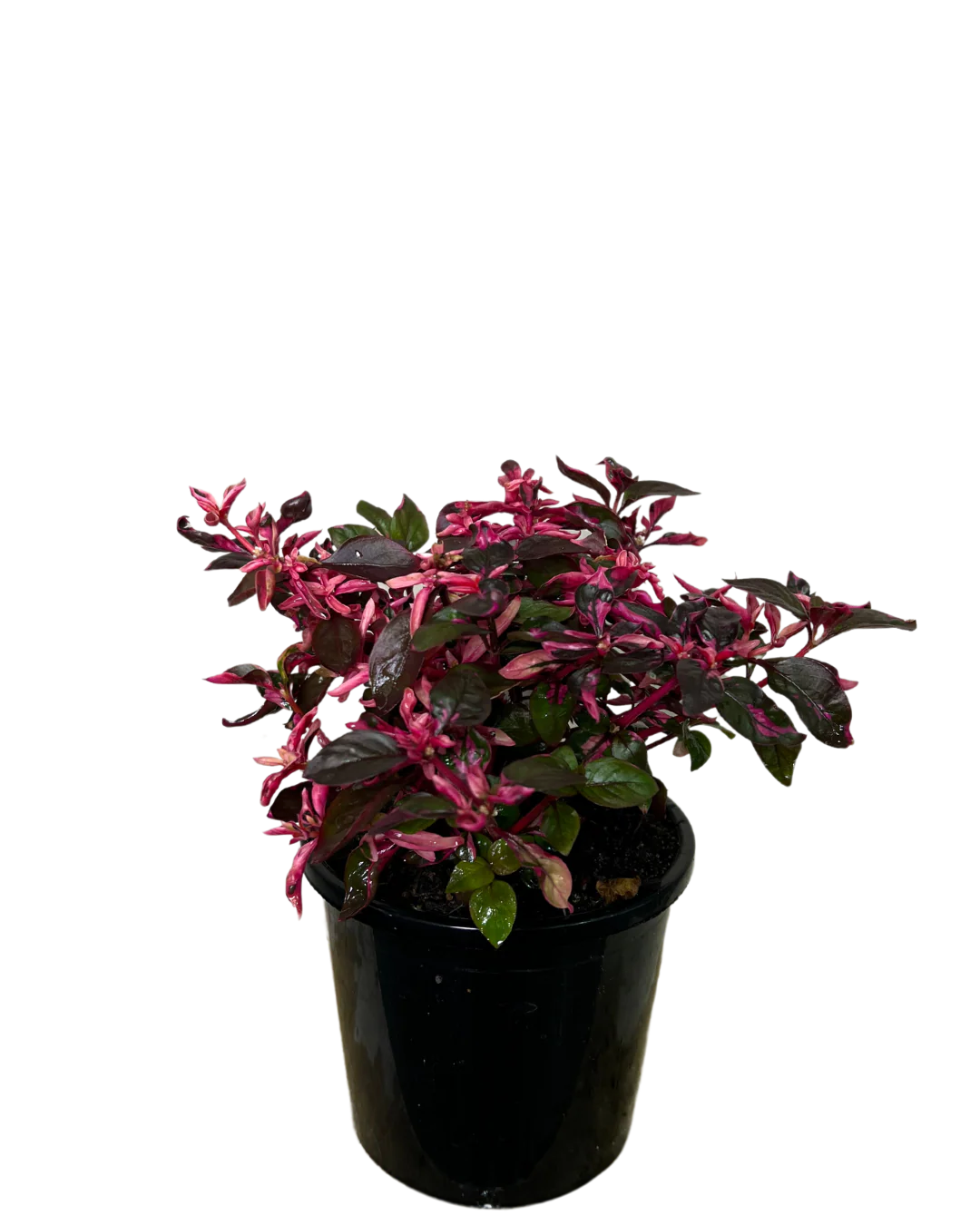 Alternanthera Purple Splash - Image 2