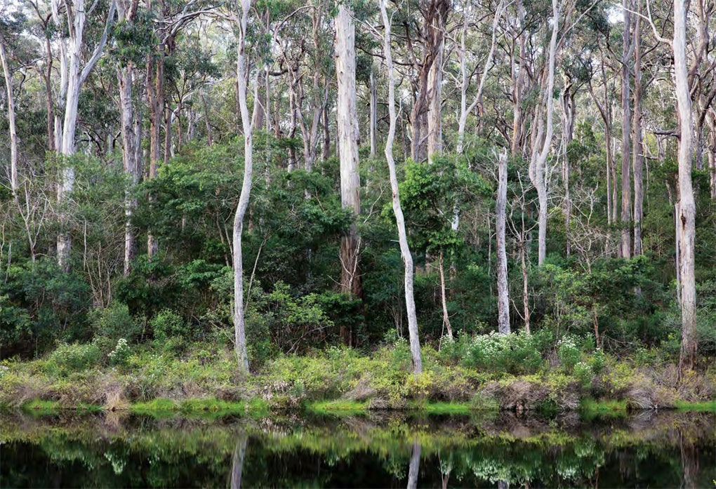An Australian Garden - Image 5