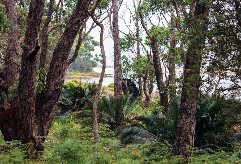 An Australian Garden - Image 6