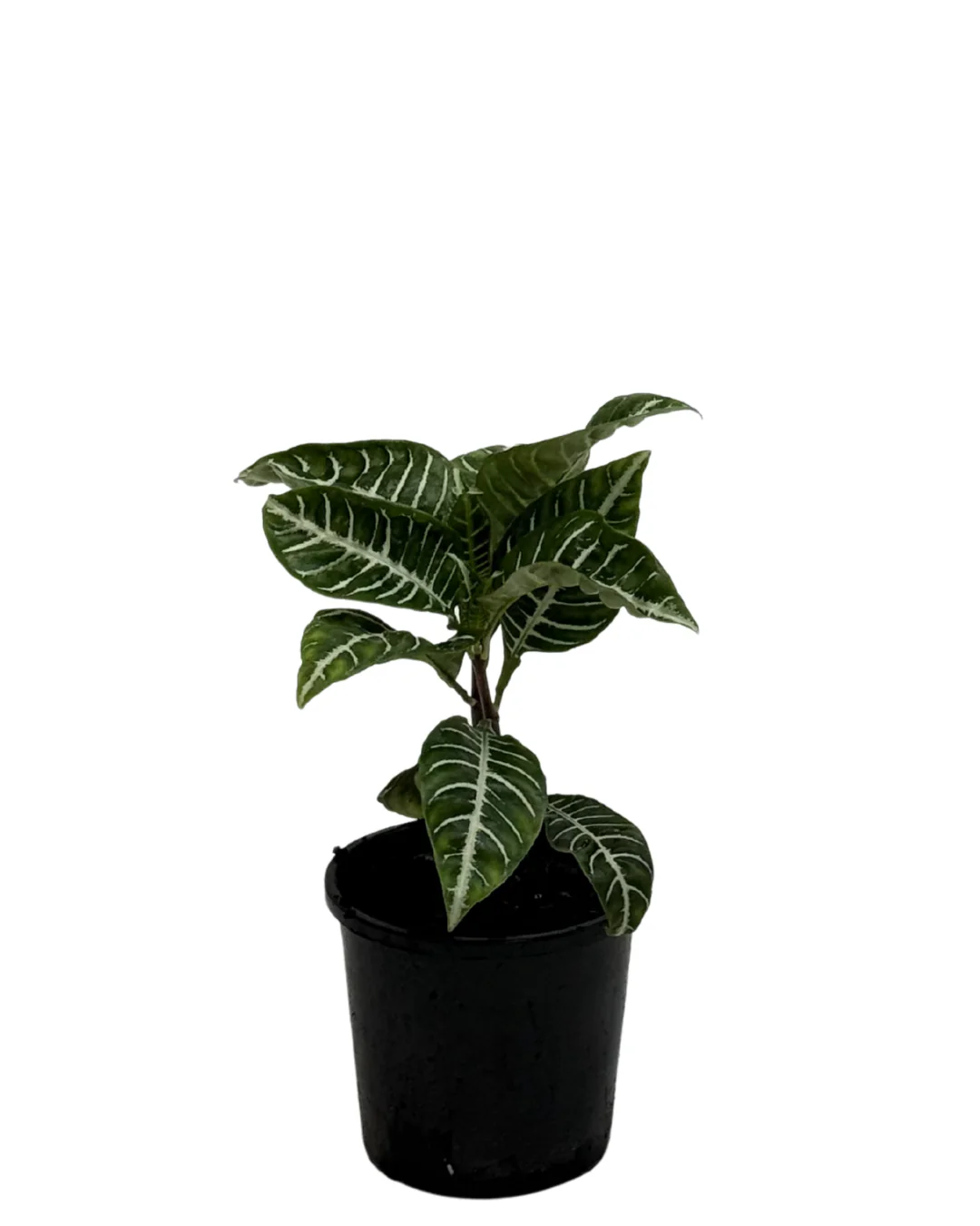 Aphelandra Squarrosa